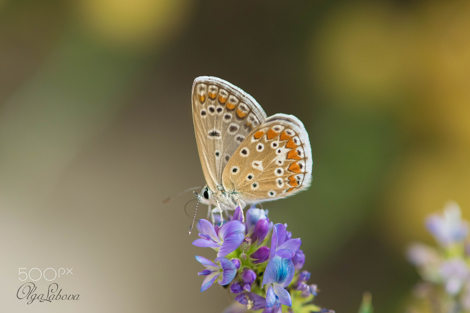 Nikon AF-S Micro-Nikkor 105mm F2.8G IF-ED VR sample photo. Stand out photography
