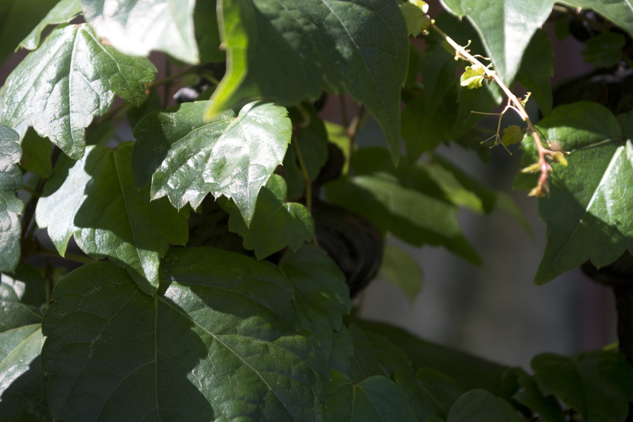 Nikon D5200 + Tamron SP 35mm F1.8 Di VC USD sample photo. Vines on a fence photography