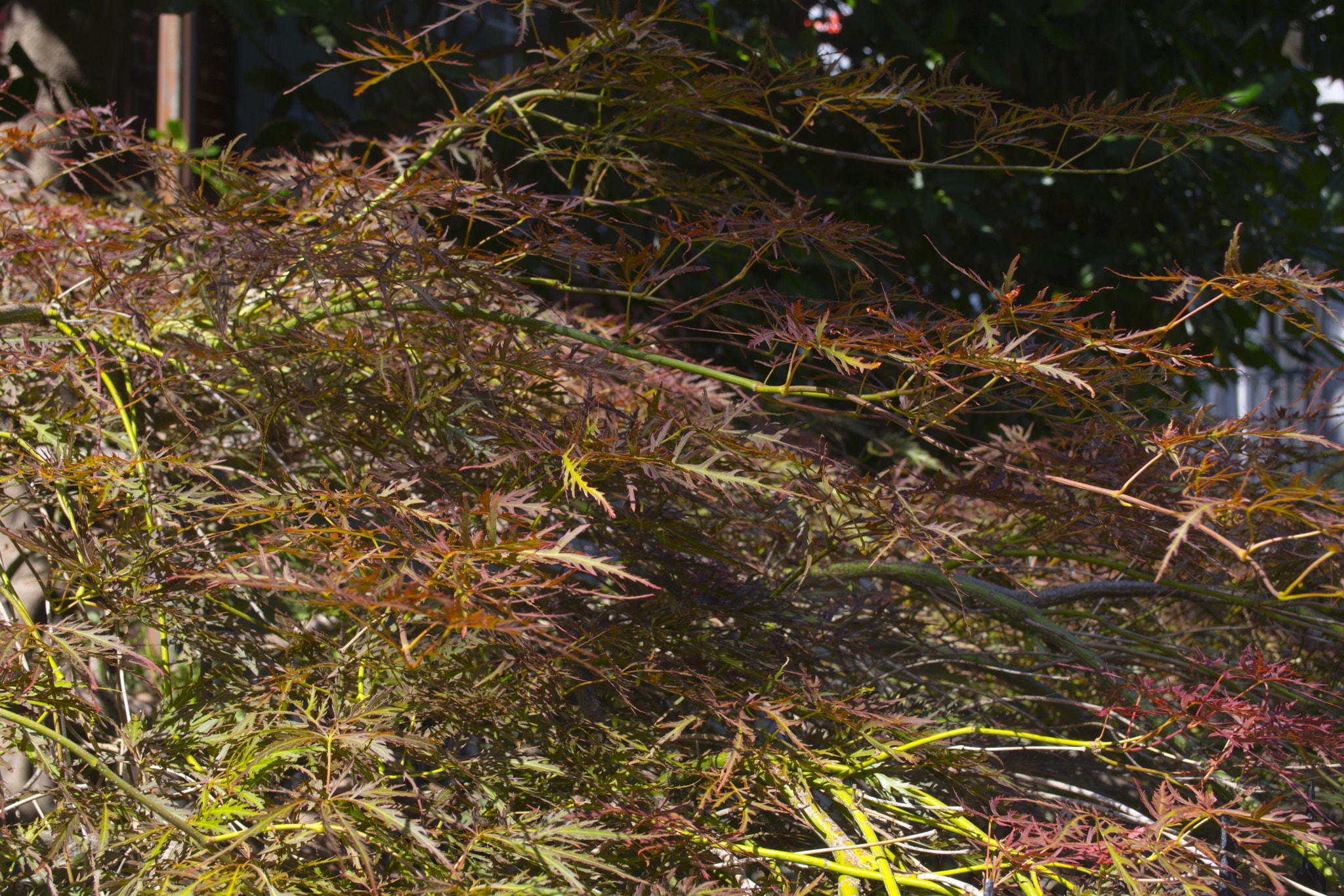 Zoom-Nikkor 1200-1700mm f/5.6-8 P ED IF sample photo. Red tree photography