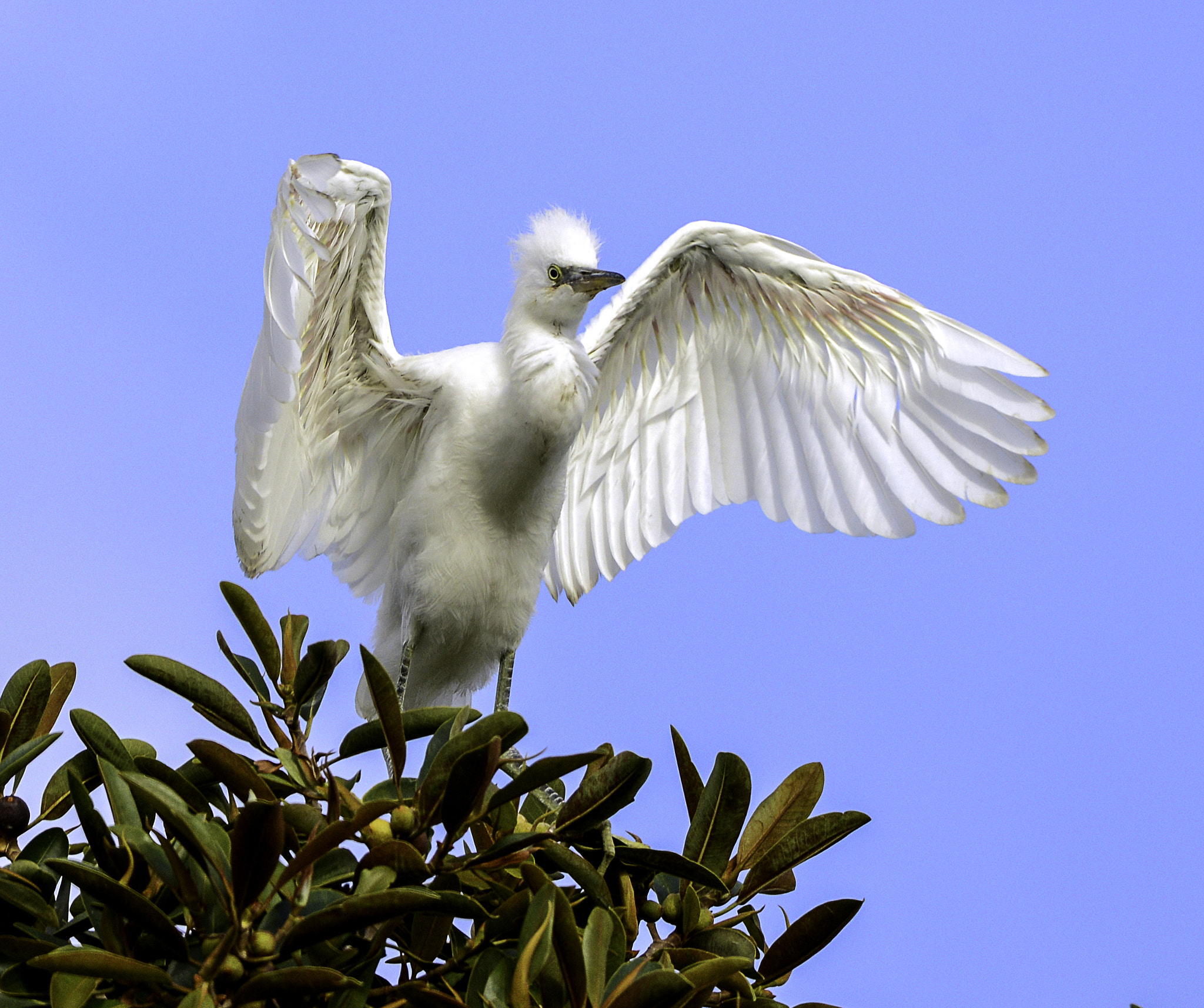 Nikon D600 sample photo. Juvenile snowy photography