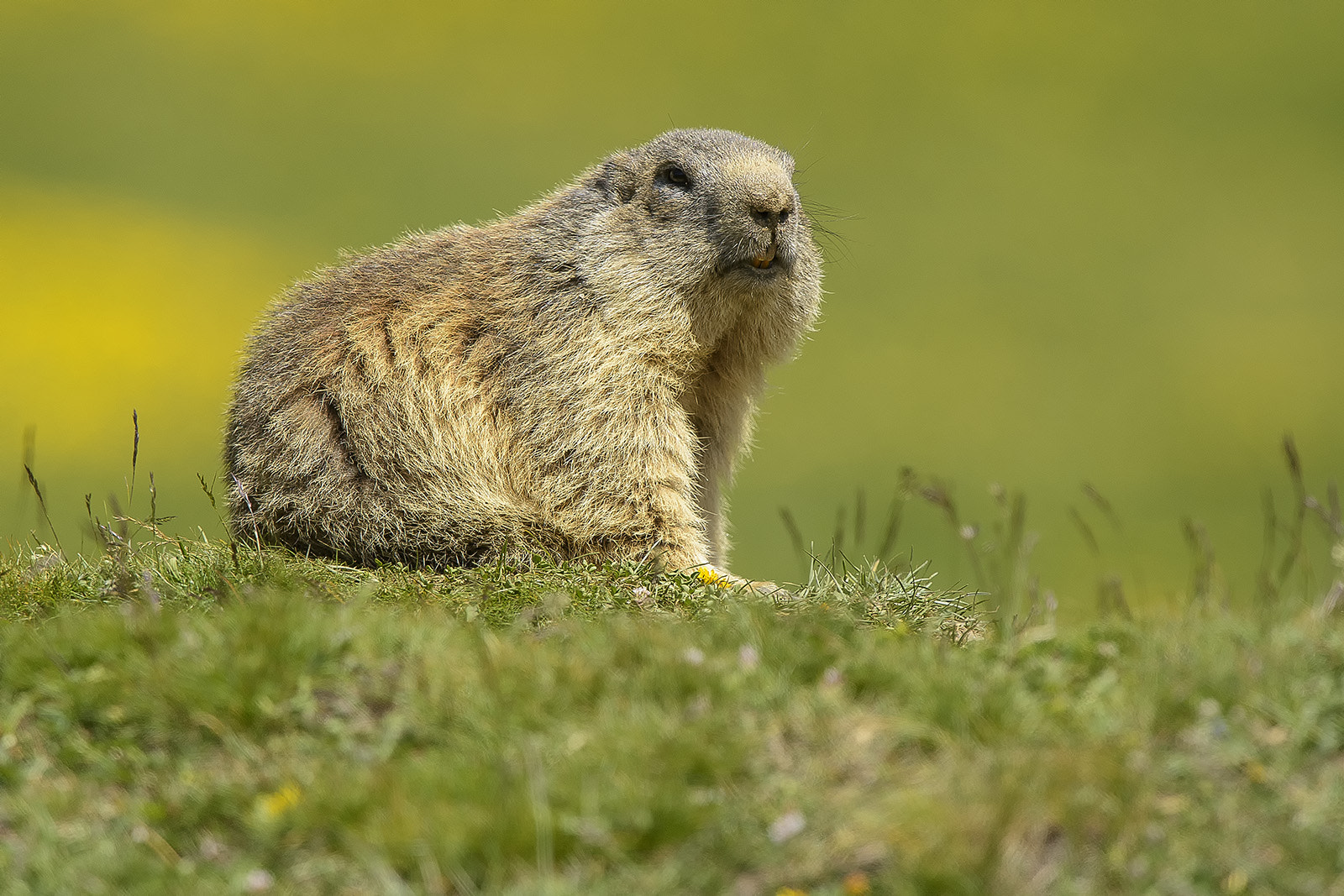 Nikon AF-S Nikkor 600mm F4G ED VR sample photo. Marmota marmota - marmotta - marmotte photography