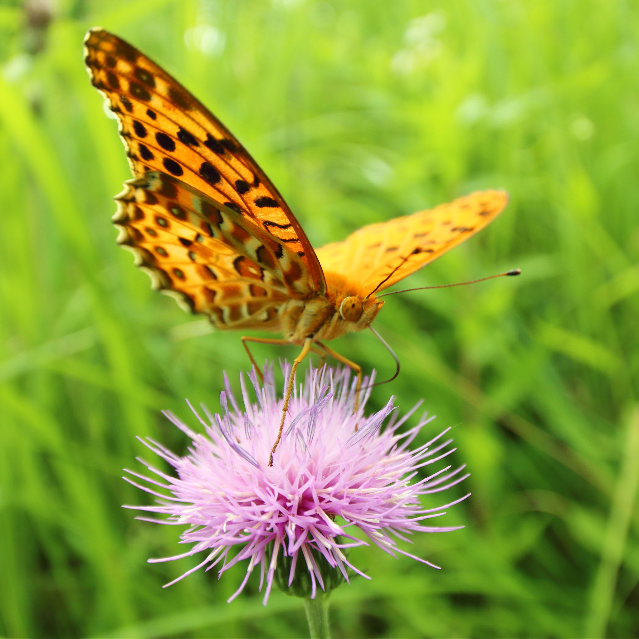 Canon EF 8-15mm F4L Fisheye USM sample photo. Love thistle photography