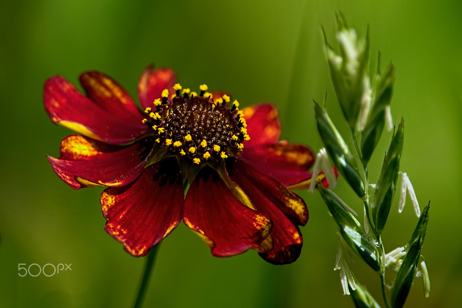 Nikon D810 + Nikon AF-S Nikkor 300mm F4D ED-IF sample photo. Found in the tall grass 0705 photography