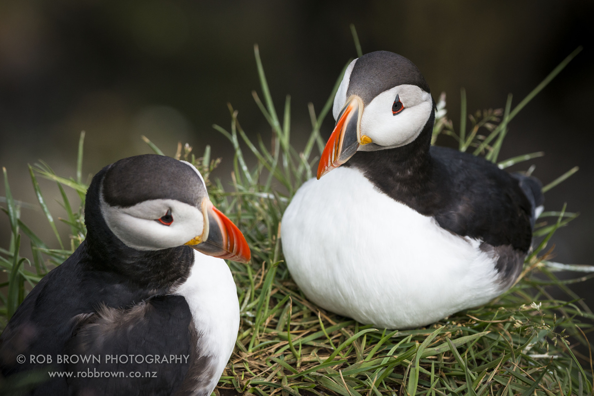 Nikon D800E + Nikon AF-S Nikkor 300mm F4D ED-IF sample photo. Puffin, iceland photography