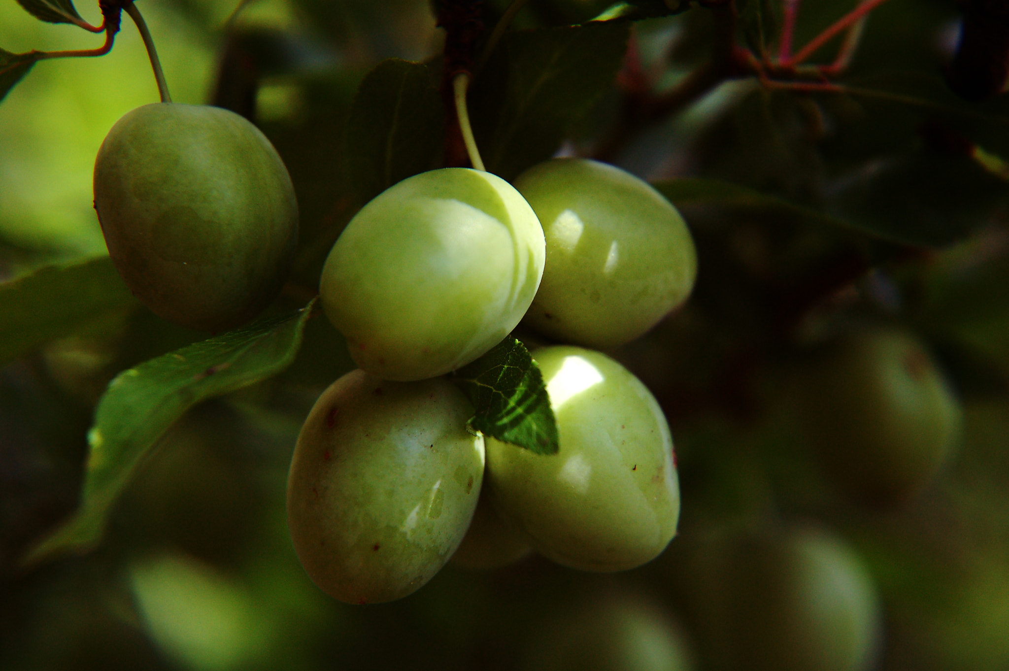 Nikon D50 sample photo. Plumtree photography