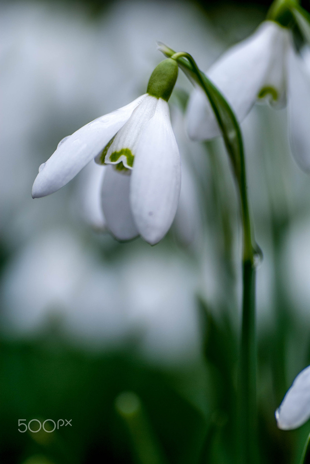 Nikon D200 sample photo. Snowdrop photography