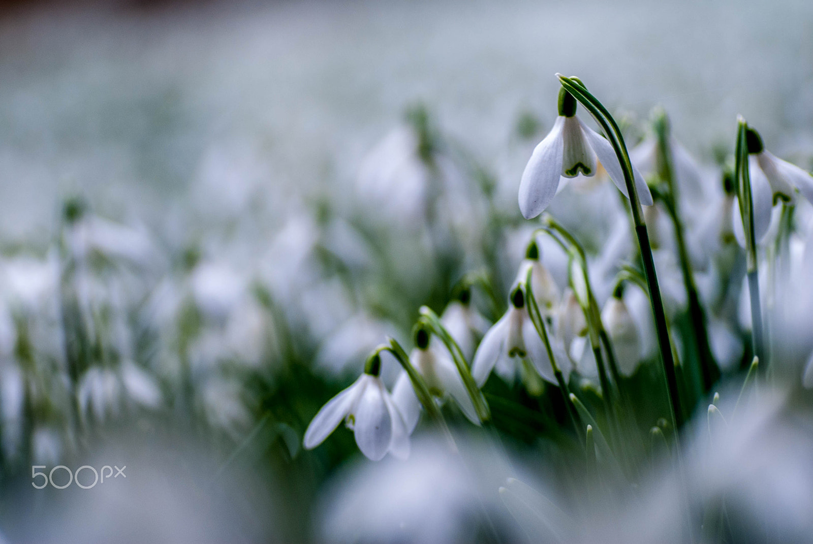 Nikon D200 sample photo. Snowdrops photography