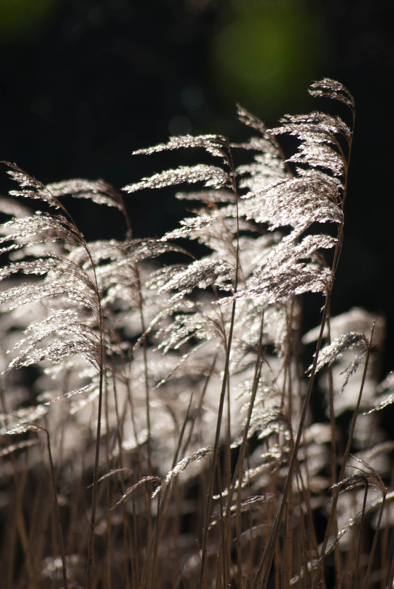 Nikon D200 sample photo. Backlit reeds photography