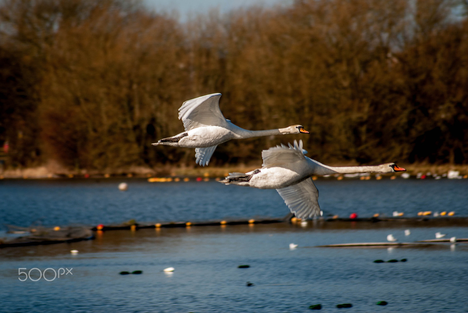 Nikon D200 sample photo. Swan fight photography