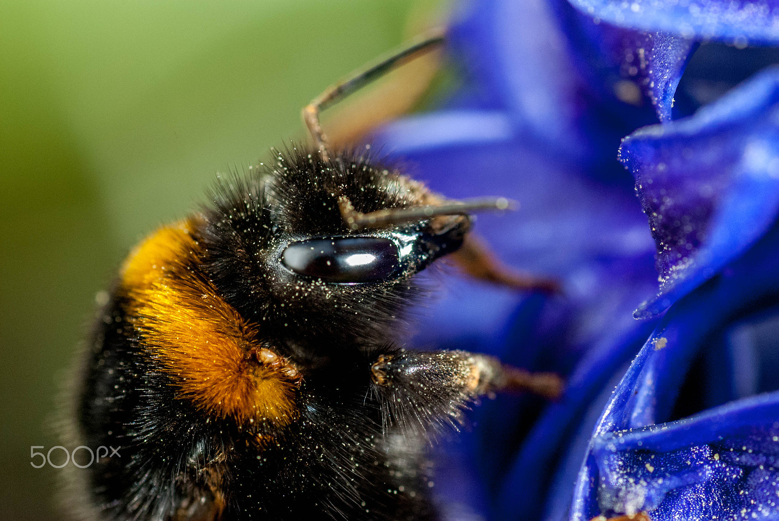 Nikon D200 sample photo. Busy bee photography