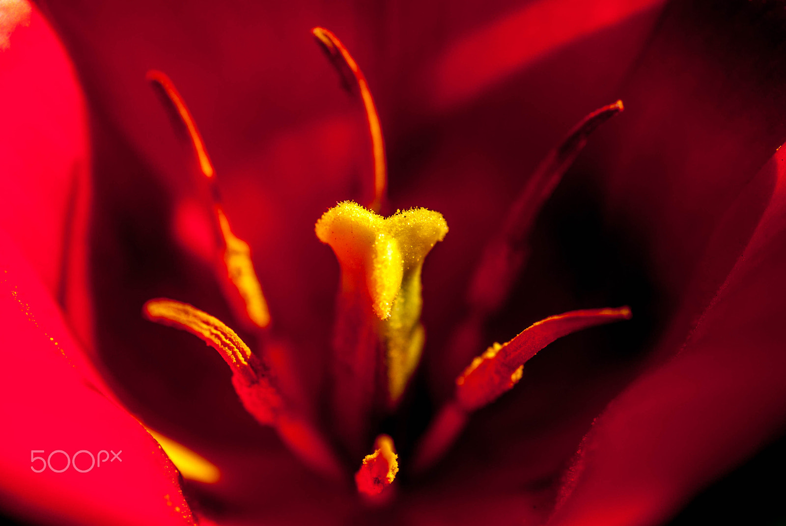 Nikon D200 sample photo. Red tulip photography