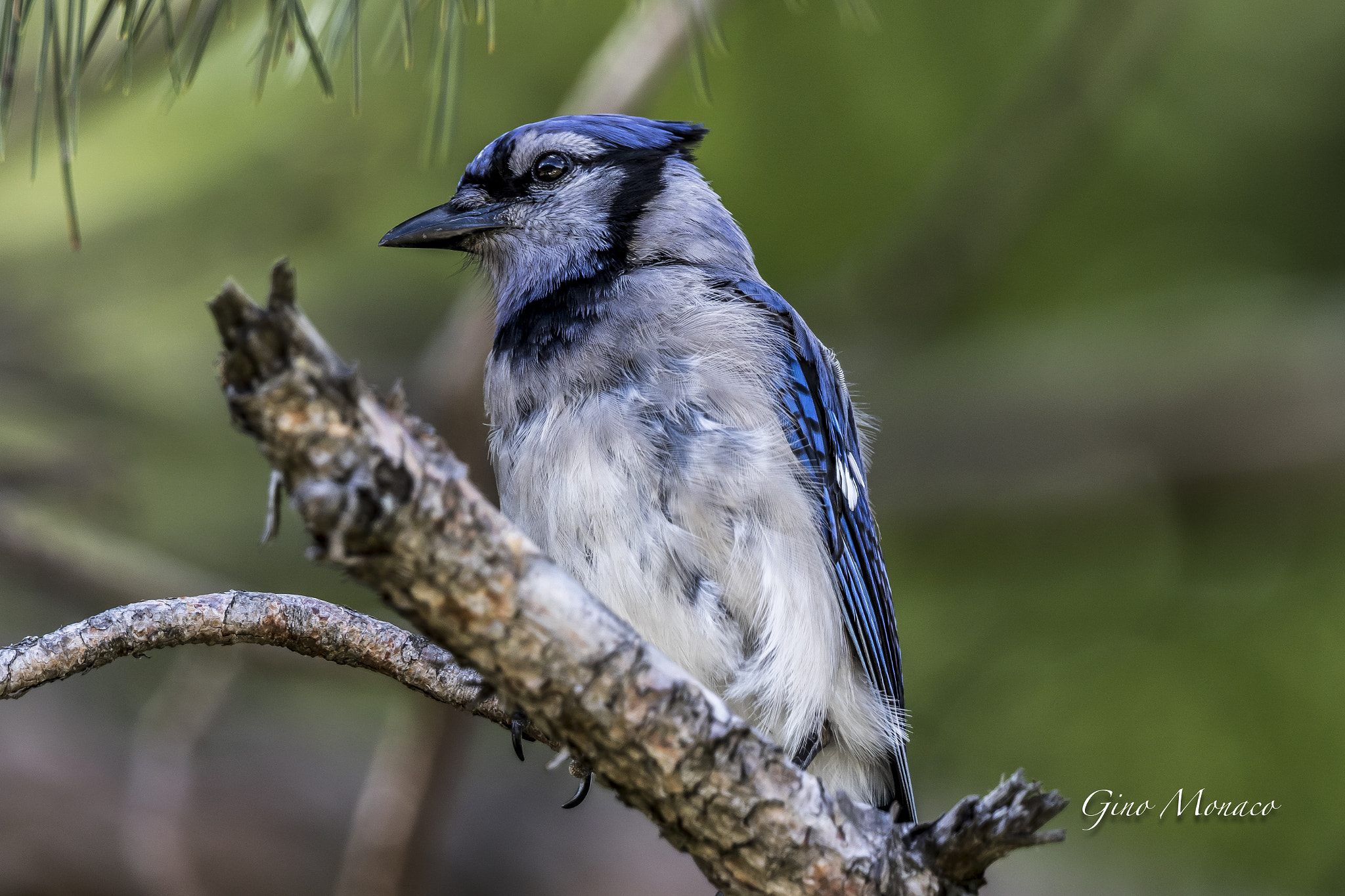 Canon EF 300mm F2.8L IS II USM sample photo. Bluejay photography