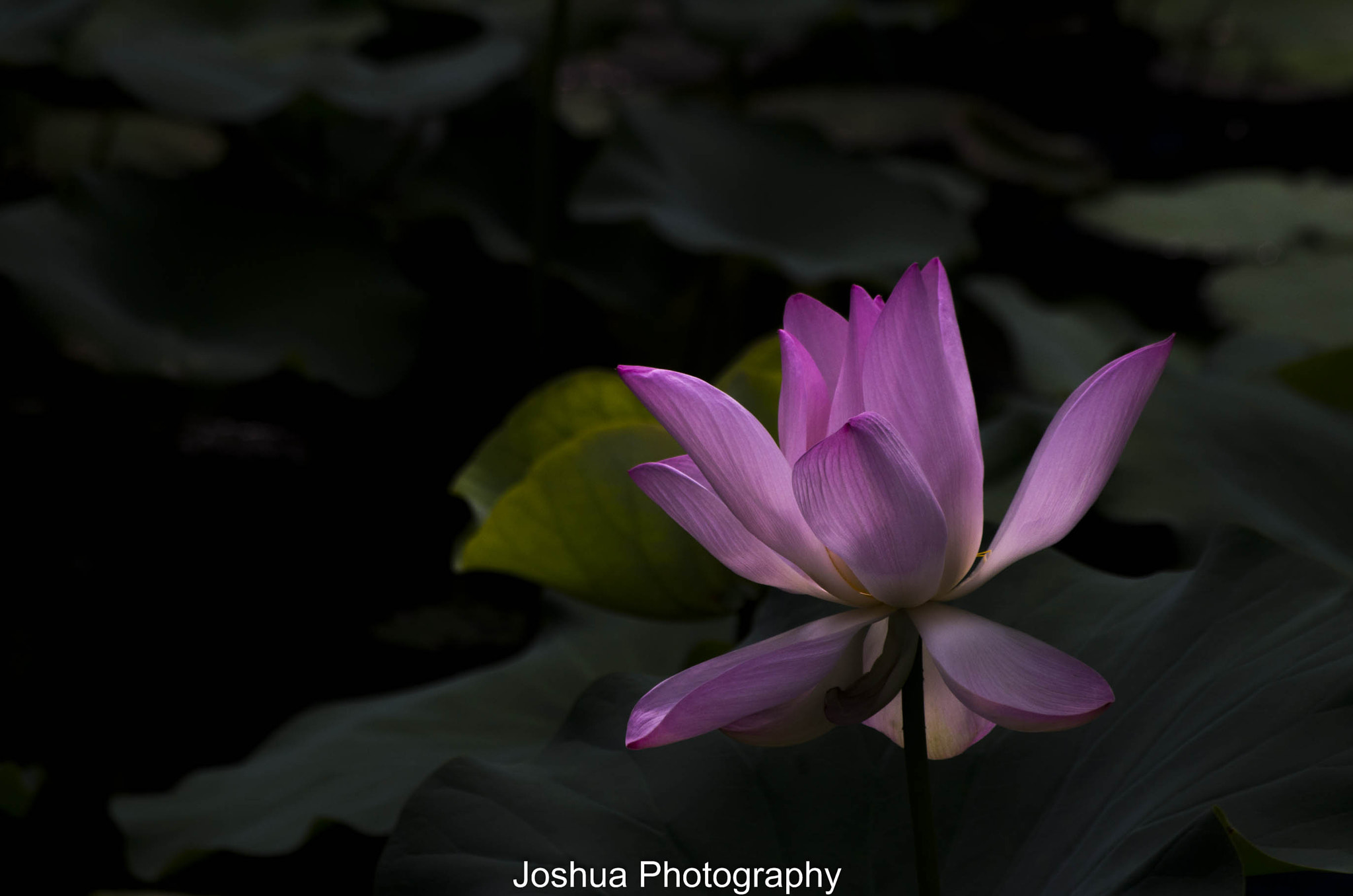 Pentax smc DA 50-200mm F4-5.6 ED sample photo. _igp2227.jpg photography