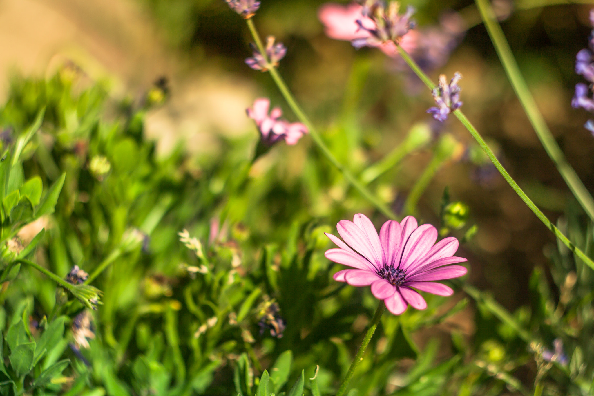 Canon EF 35-80mm f/4-5.6 sample photo. Enjoying the sunlight! photography