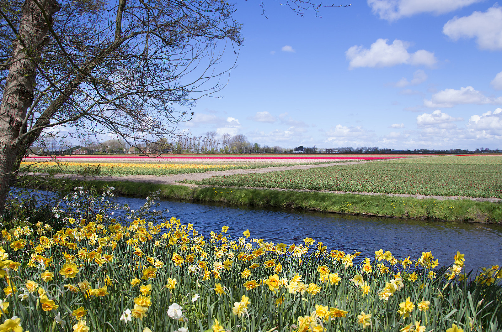 Pentax K-5 II sample photo. Tullip field photography