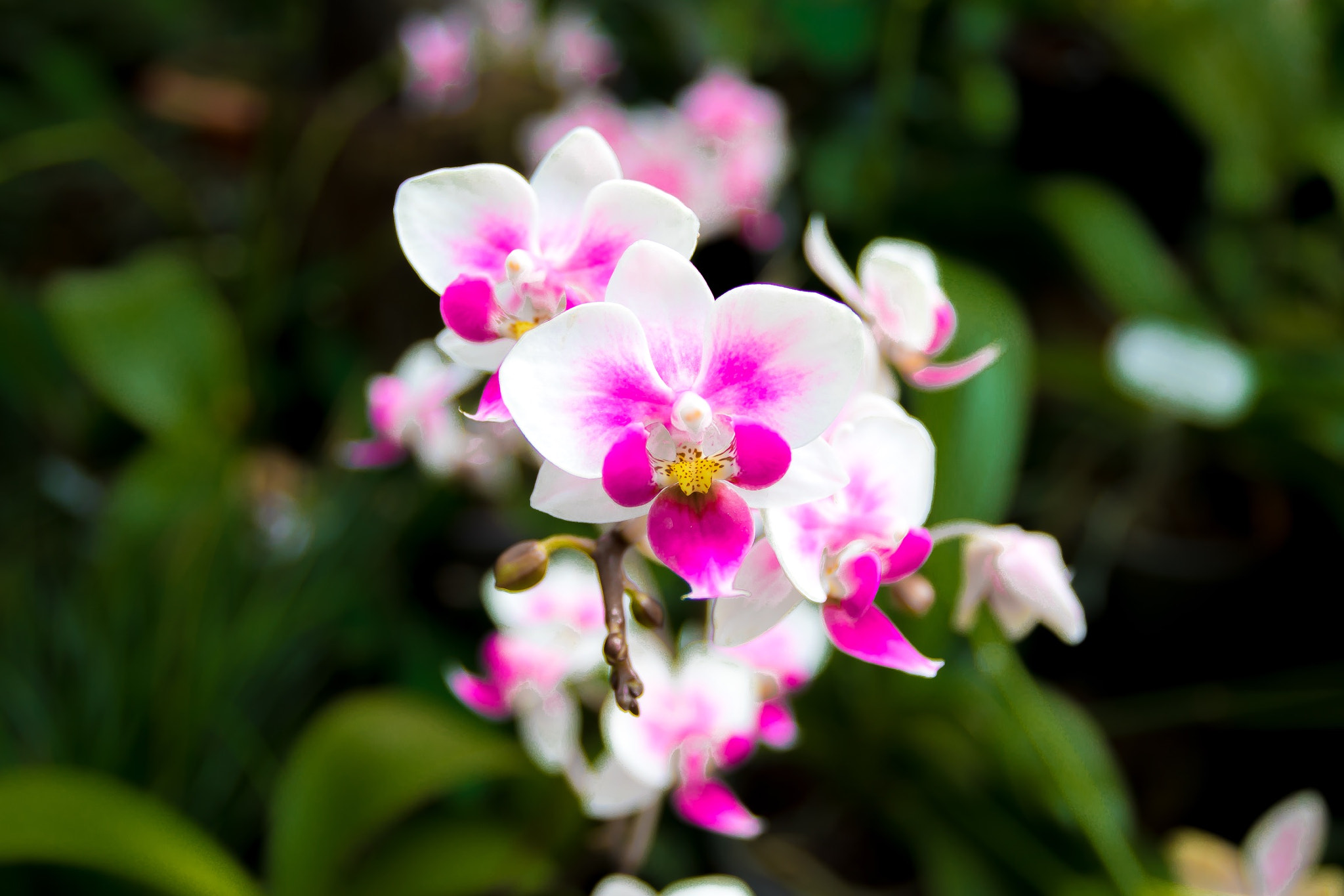 Tamron 18-270mm F3.5-6.3 Di II PZD sample photo. Color of life photography