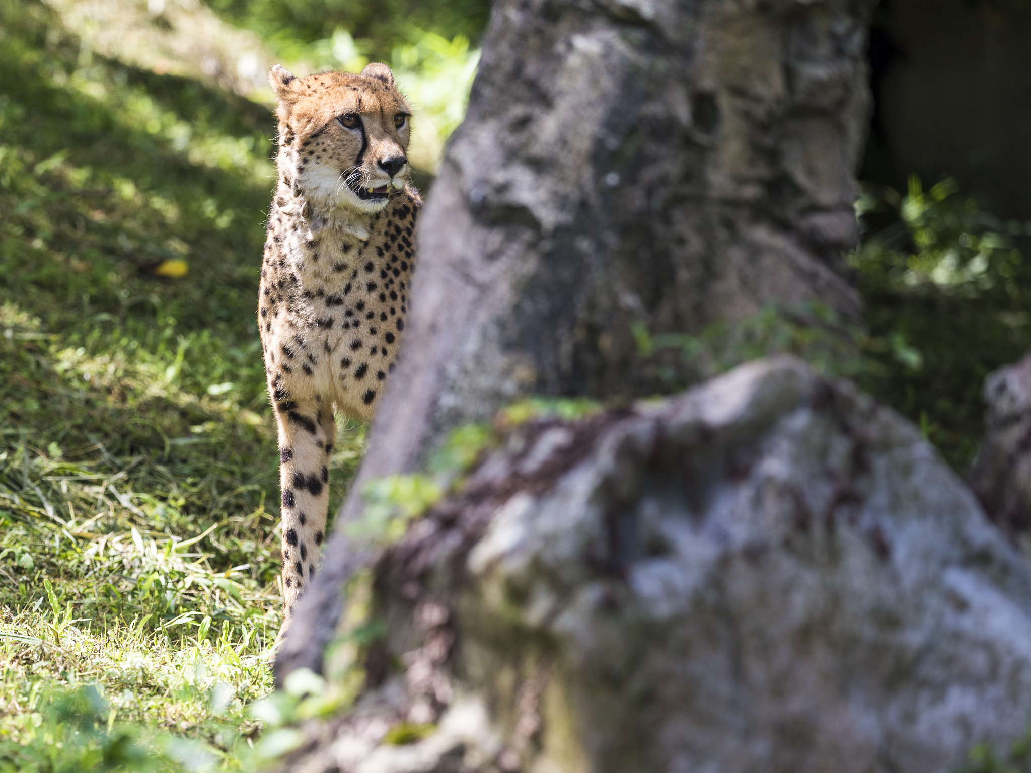 Nikon AF-S Nikkor 400mm F2.8E FL ED VR sample photo. Lock-on photography