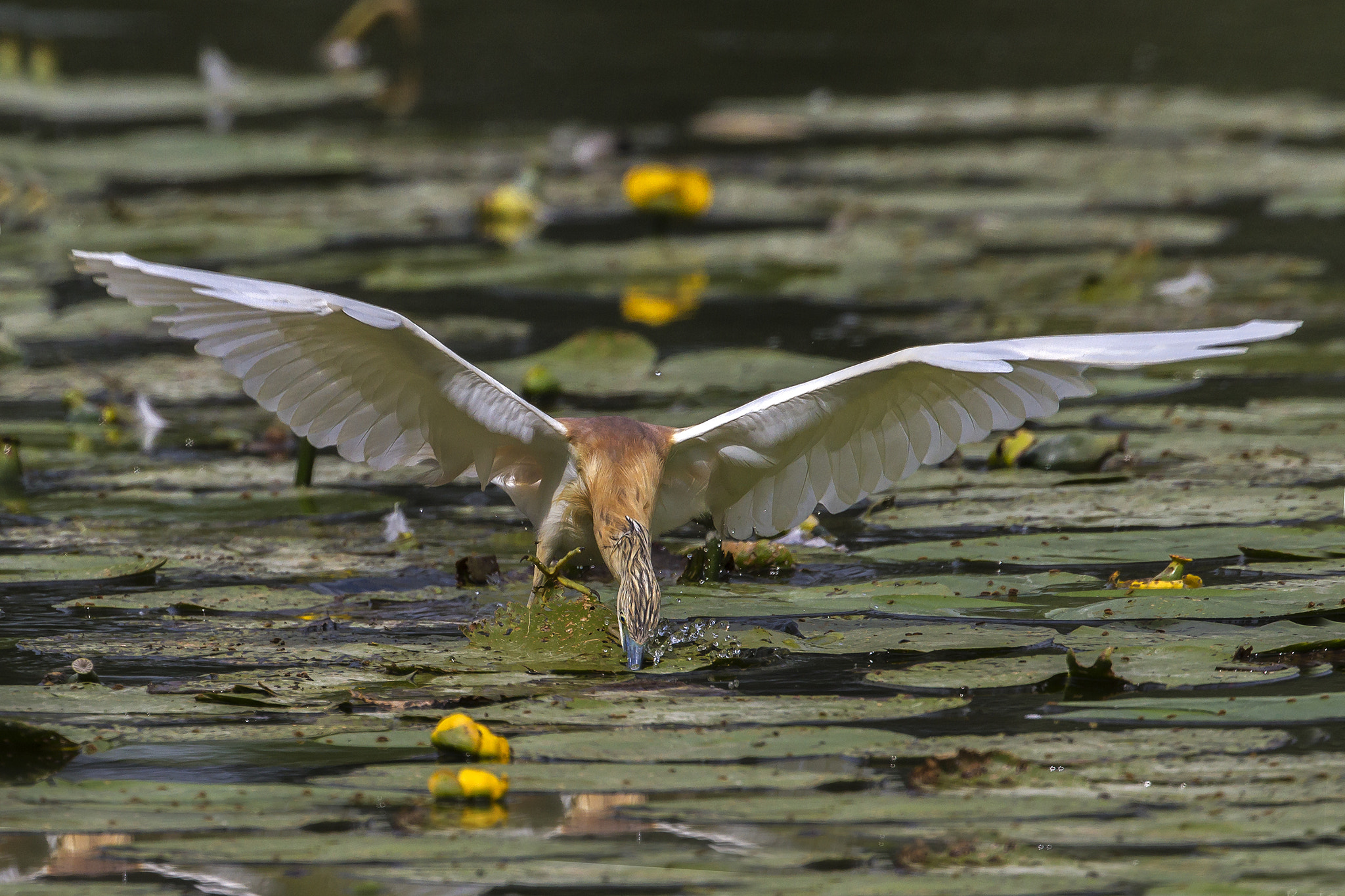 Canon EOS 7D + Canon EF 300mm F2.8L IS II USM sample photo. Sgarza ciuetto photography