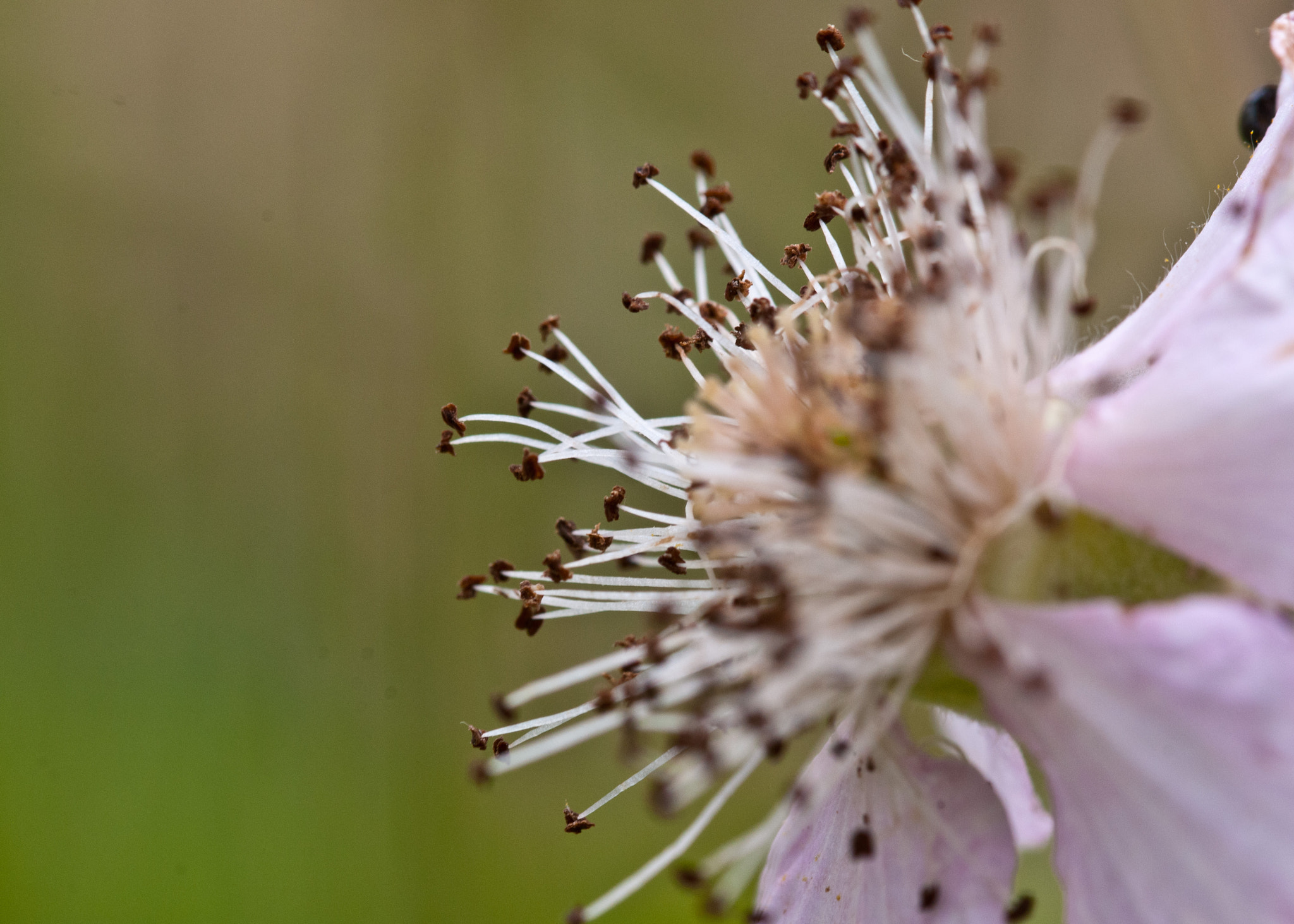 Sigma 105mm F2.8 EX DG OS HSM sample photo. Flower photography