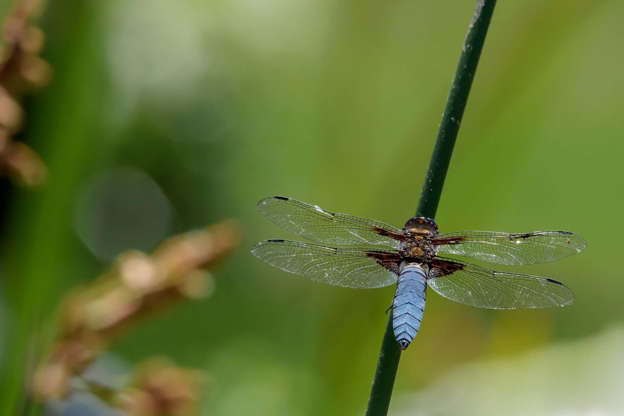 Sigma 50-500mm F4.5-6.3 DG OS HSM sample photo. Blue dragonfly 1 photography