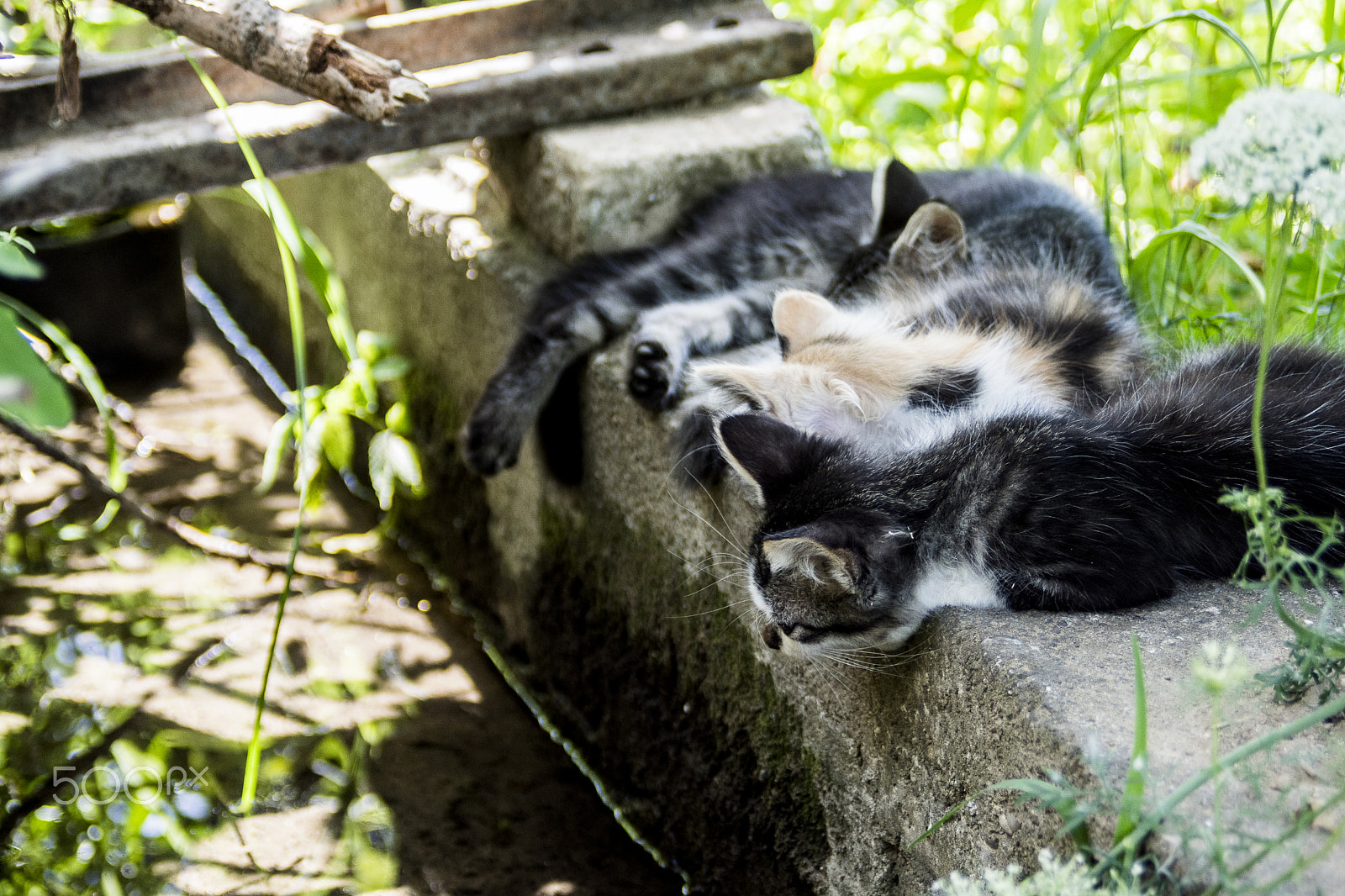 Sony SLT-A68 sample photo. Cats under the shadow photography
