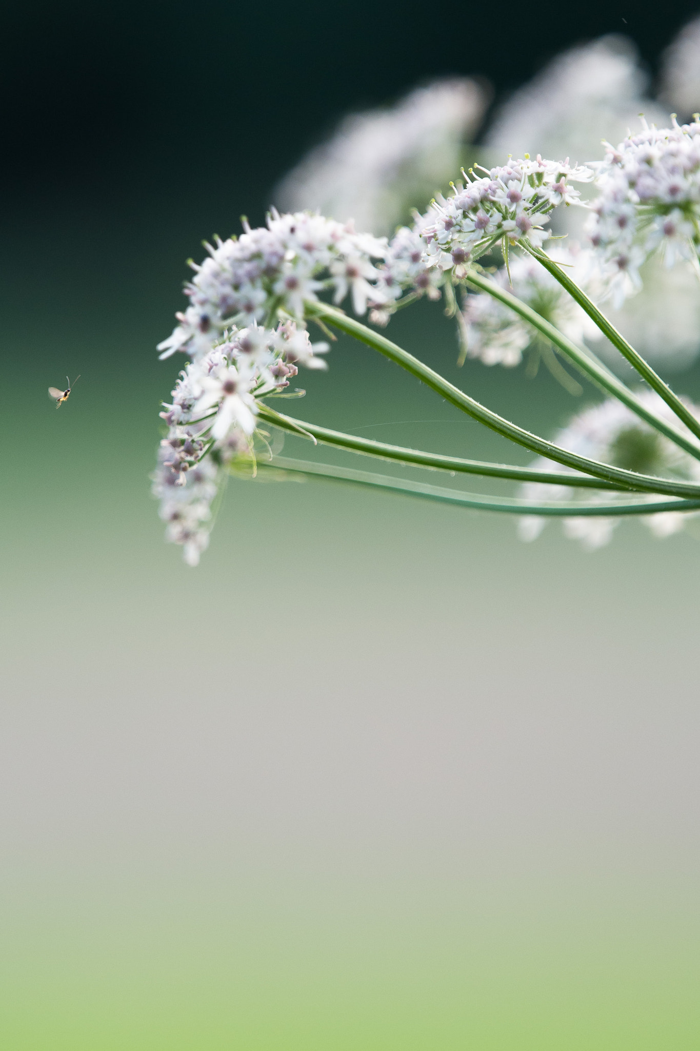 Olympus OM-D E-M10 + Olympus M.Zuiko Digital ED 40-150mm F2.8 Pro sample photo. Small insect & big flowers photography