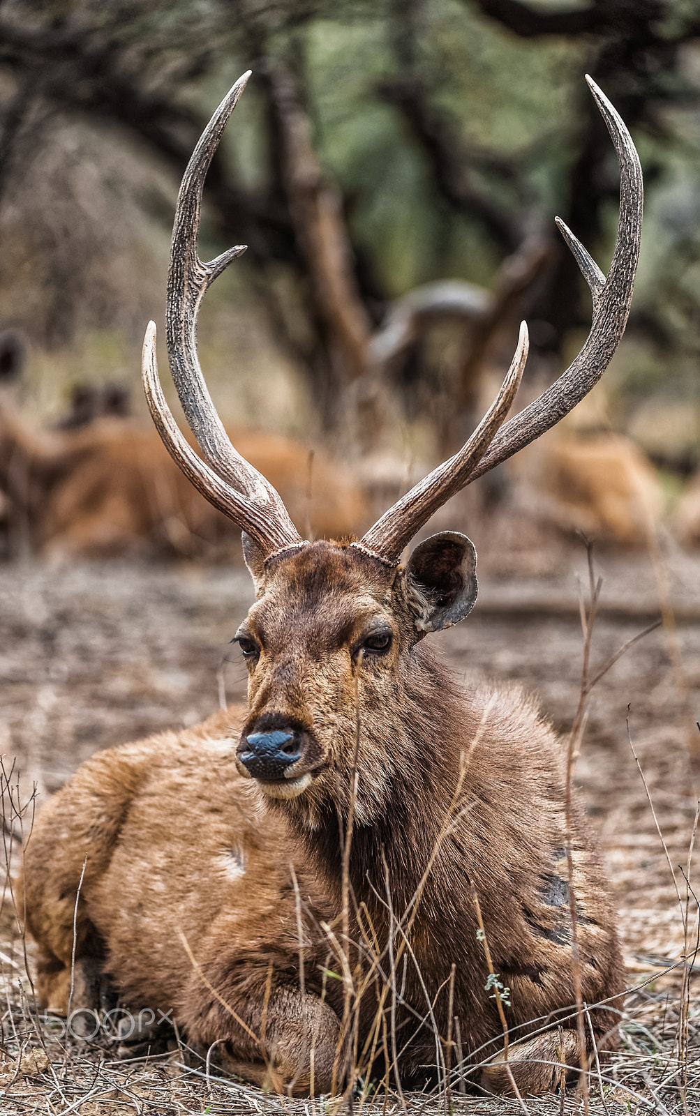 Nikon AF-S Nikkor 200-400mm F4G ED-IF VR sample photo. Relaxed sambar deer photography