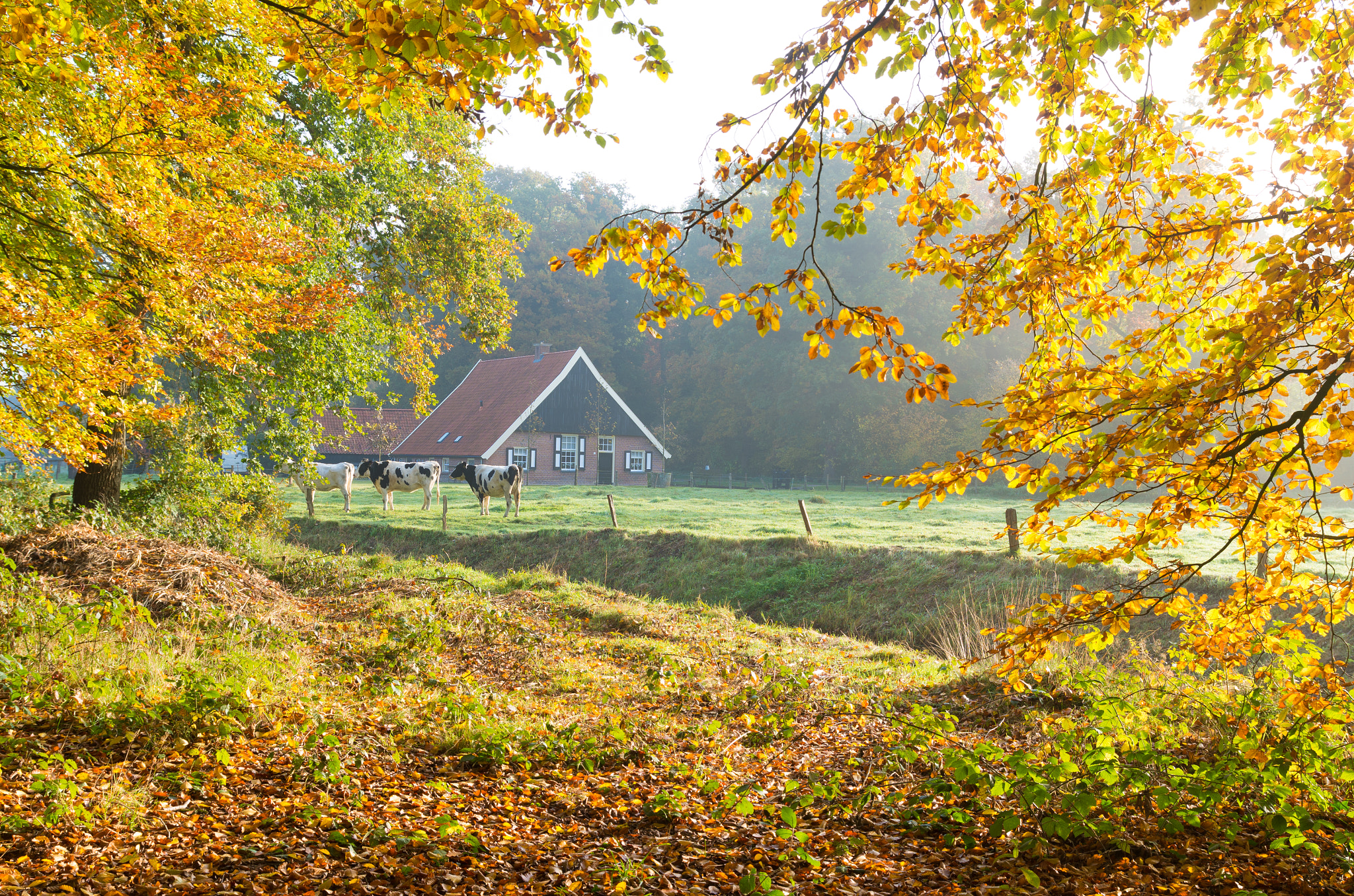 Pentax K-5 IIs sample photo. Dutch farm with cows photography