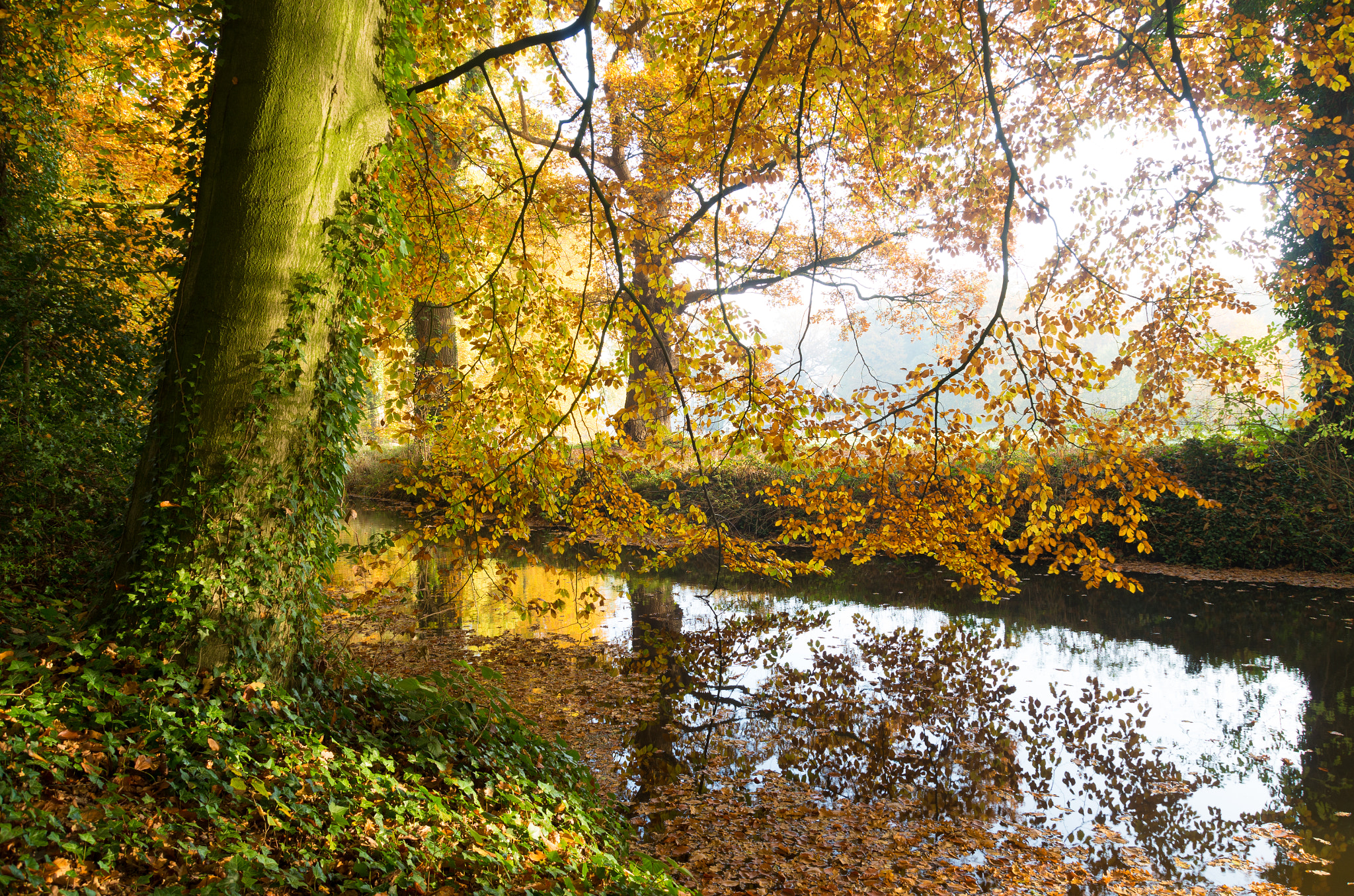 Pentax K-5 IIs sample photo. Autumn forest photography