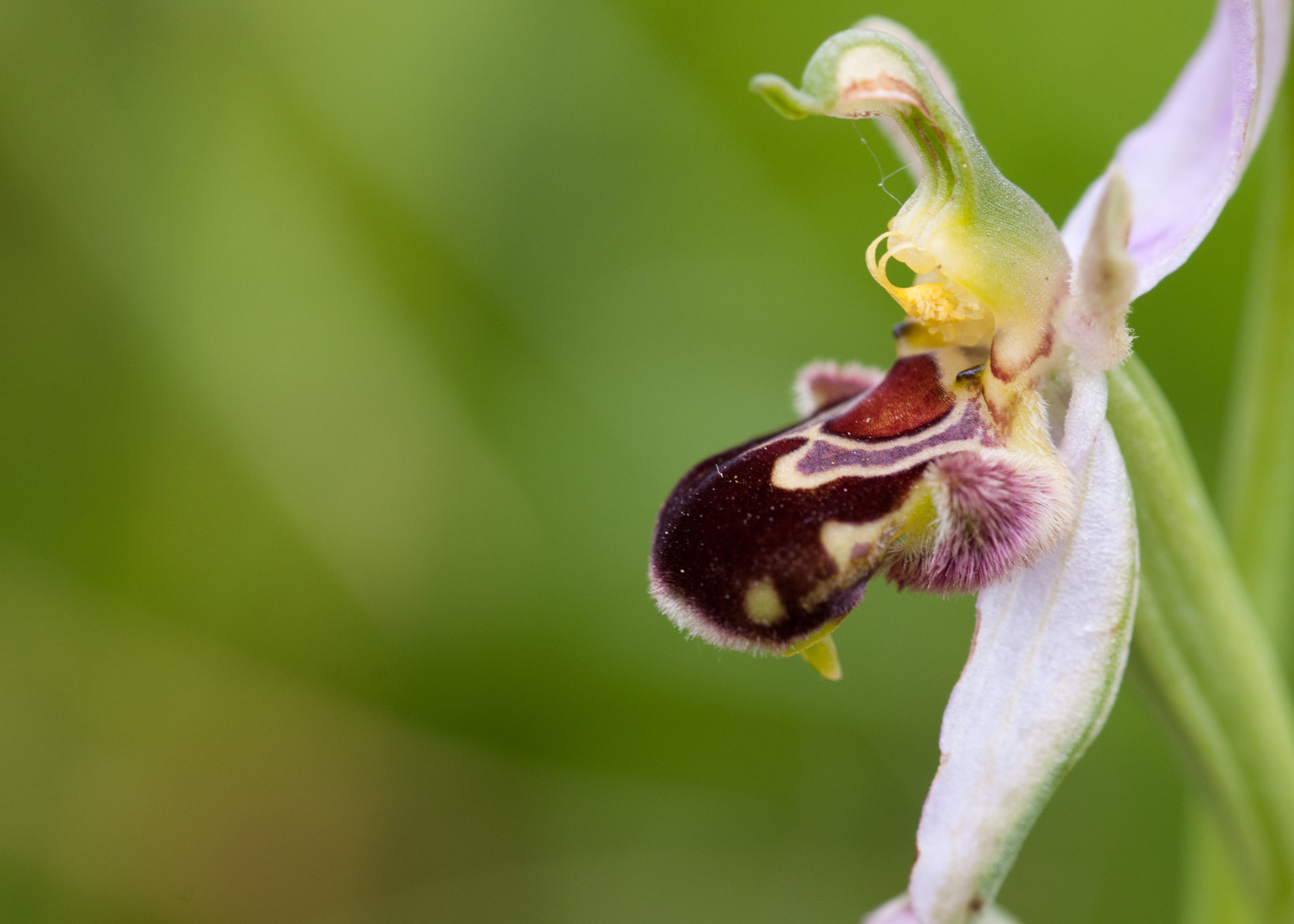 Sigma 105mm F2.8 EX DG OS HSM sample photo. Bee orchid photography