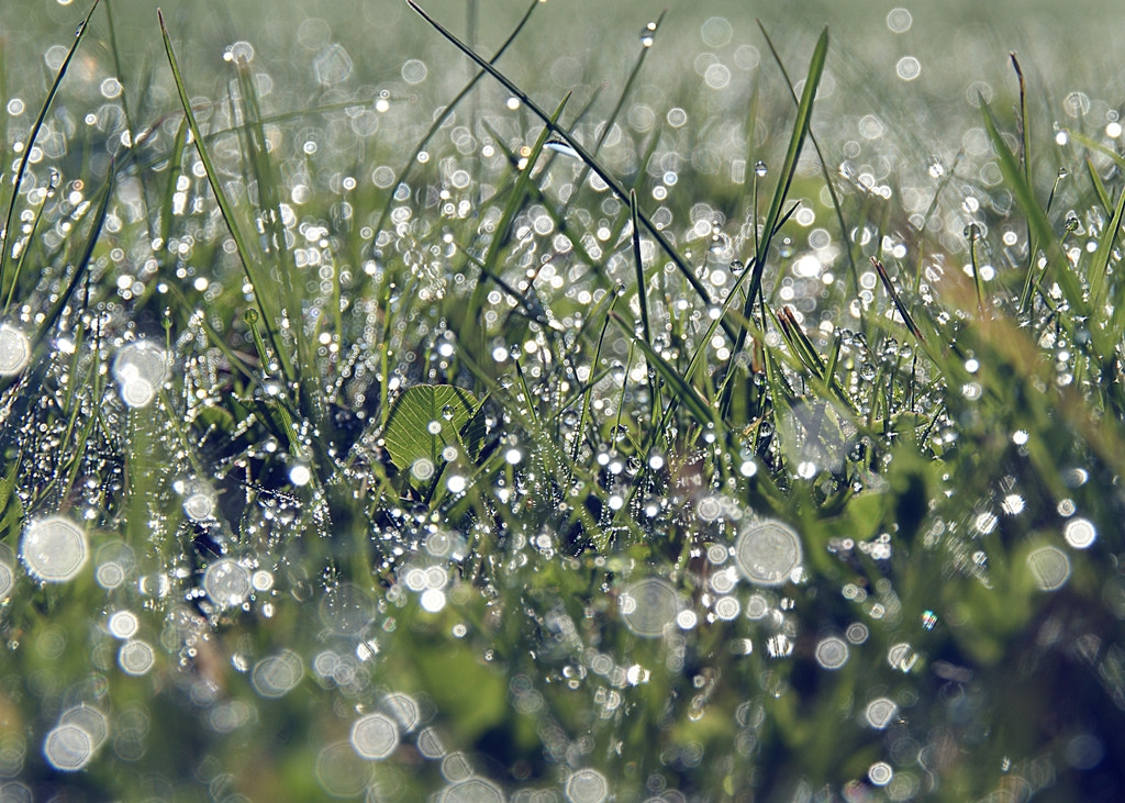 Sony Alpha DSLR-A290 sample photo. Drops in the meadow photography