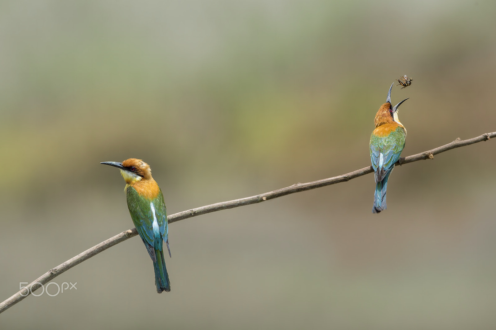 Nikon AF-S Nikkor 600mm F4E FL ED VR sample photo. Chestnut-headed bee eater photography