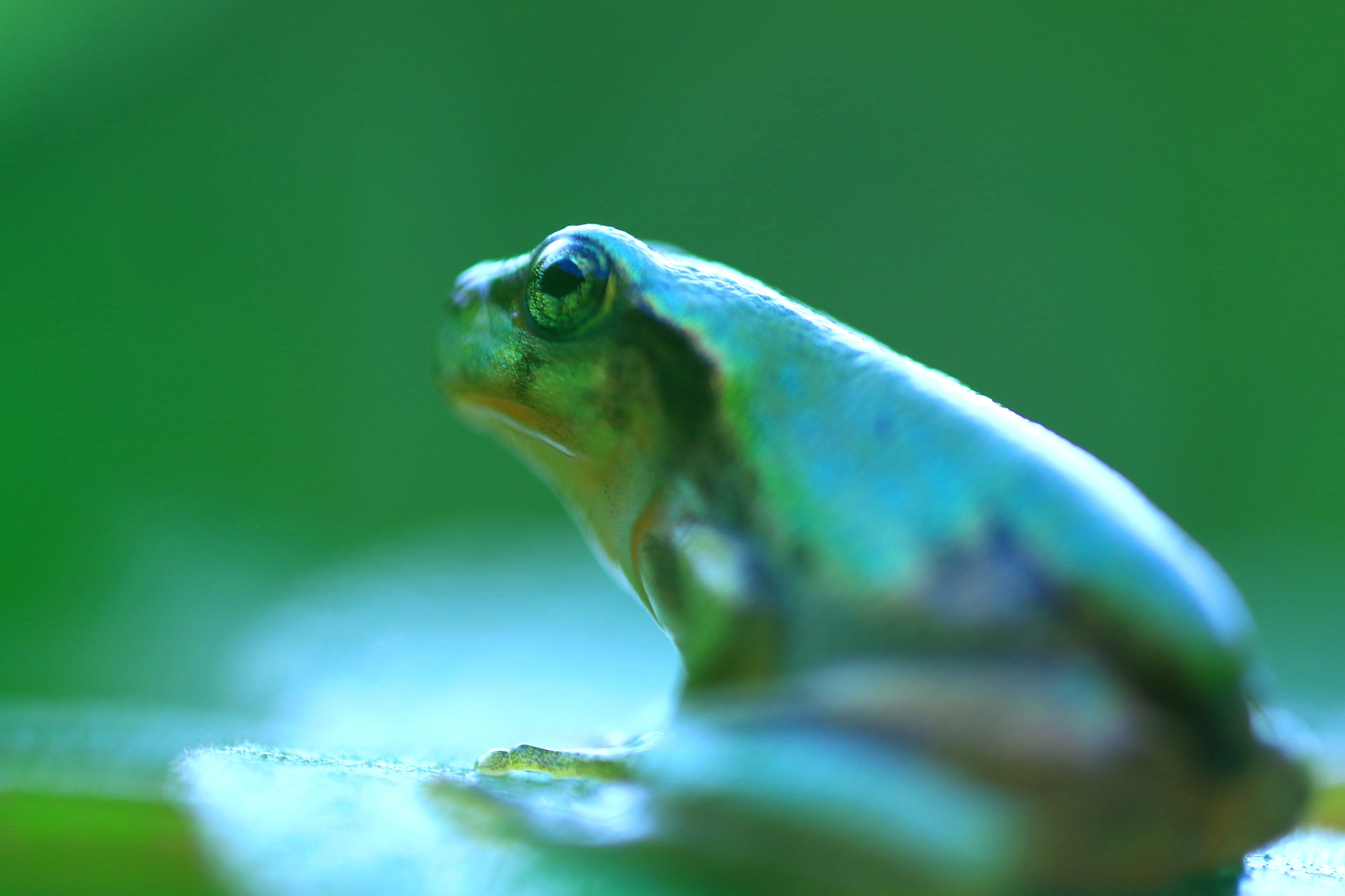 Canon MP-E 65mm F2.5 1-5x Macro Photo sample photo. Baby frog photography