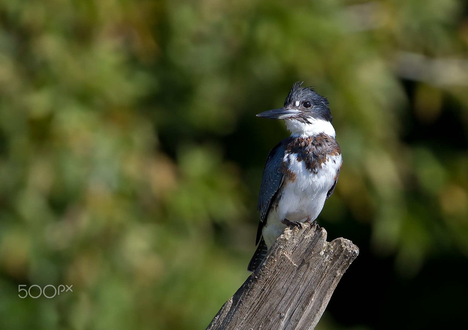 Canon EF 300mm F2.8L IS II USM sample photo. Belted kingfisher photography