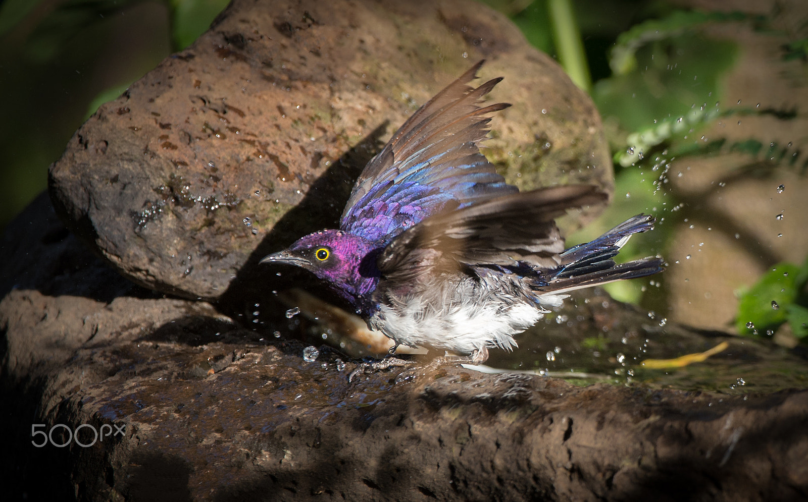Nikon AF-S Nikkor 200-400mm F4G ED-IF VR sample photo. Violet backed starling photography