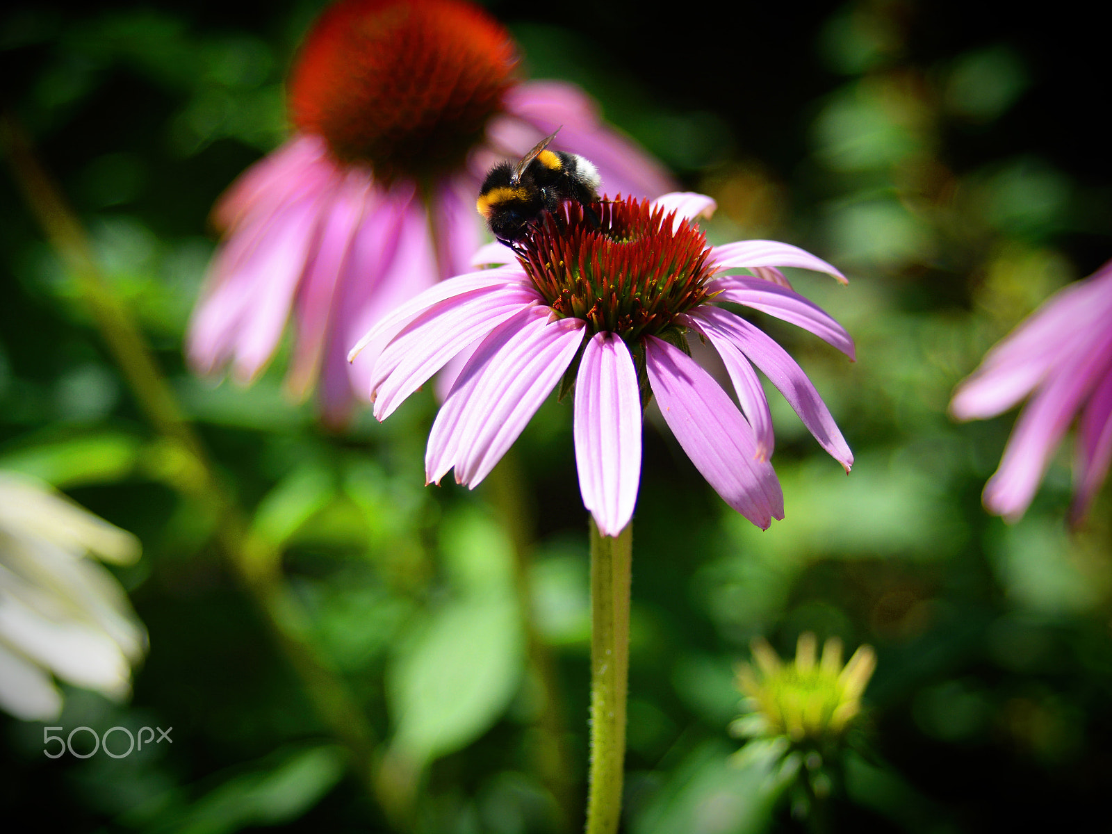 AF Zoom-Nikkor 28-70mm f/3.5-4.5D sample photo. Bumblebee photography