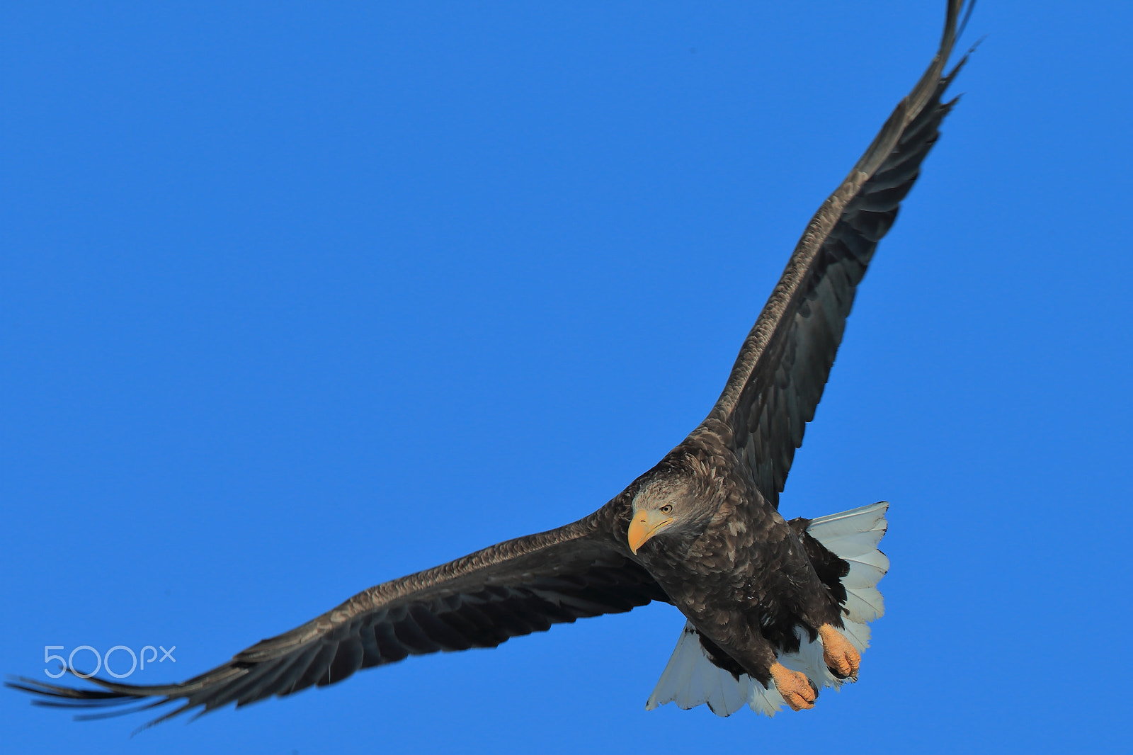 Canon EF 400mm F2.8L IS II USM sample photo. Capture photography