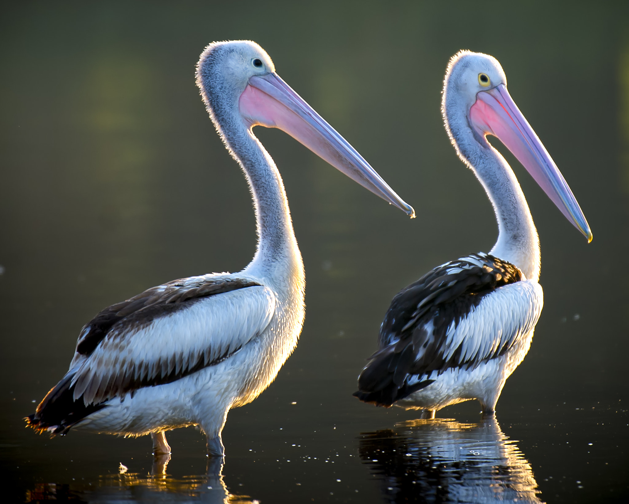 Nikon AF-S Nikkor 200-400mm F4G ED-IF VR sample photo. Pink pelicans photography
