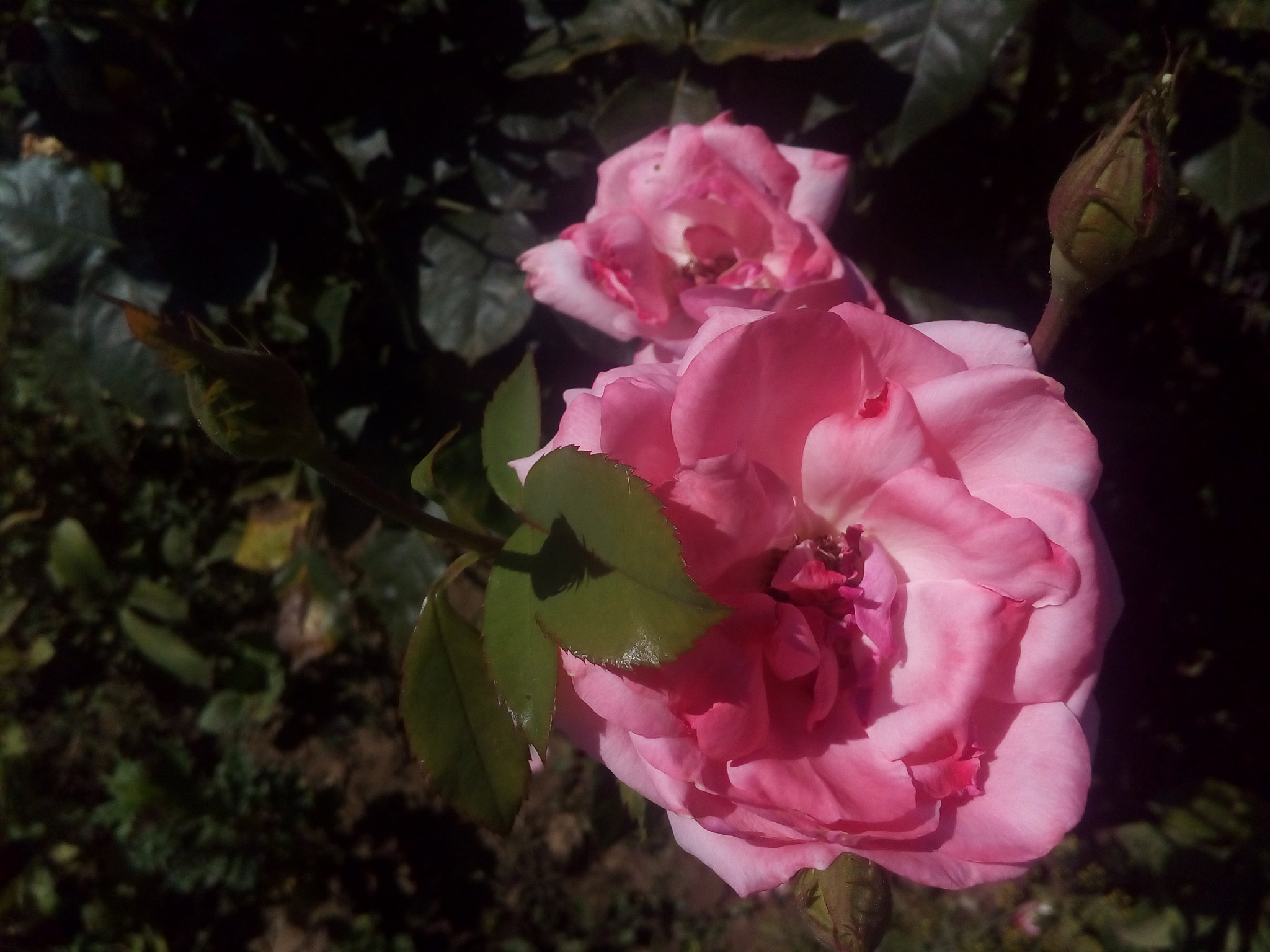 ASUS Zenfone Go (ASUS_Z00VD) sample photo