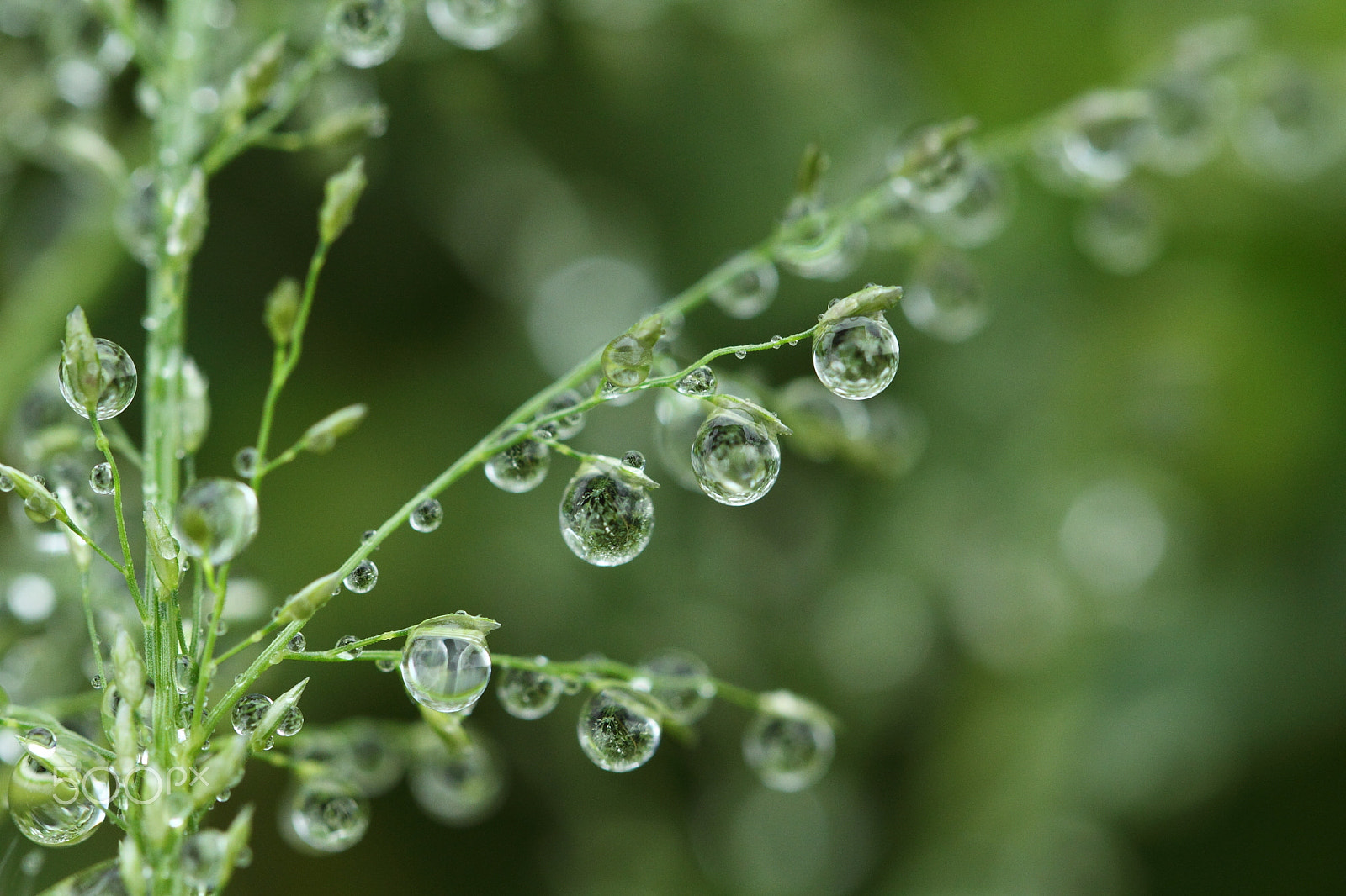 Canon EF 100mm F2.8L Macro IS USM sample photo. Rain chandelier photography