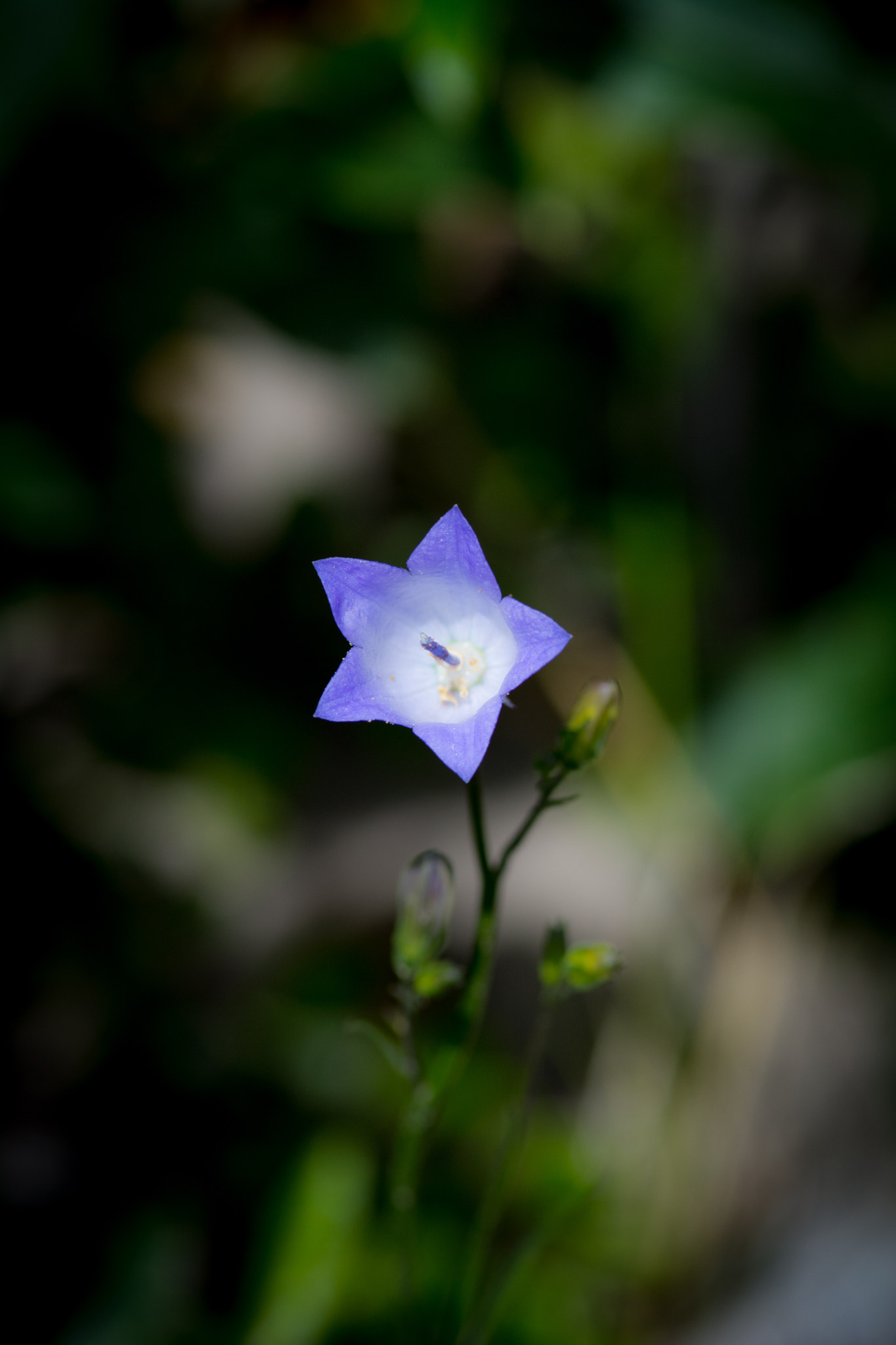 Tokina AT-X Pro 100mm F2.8 Macro sample photo. Bluebell photography
