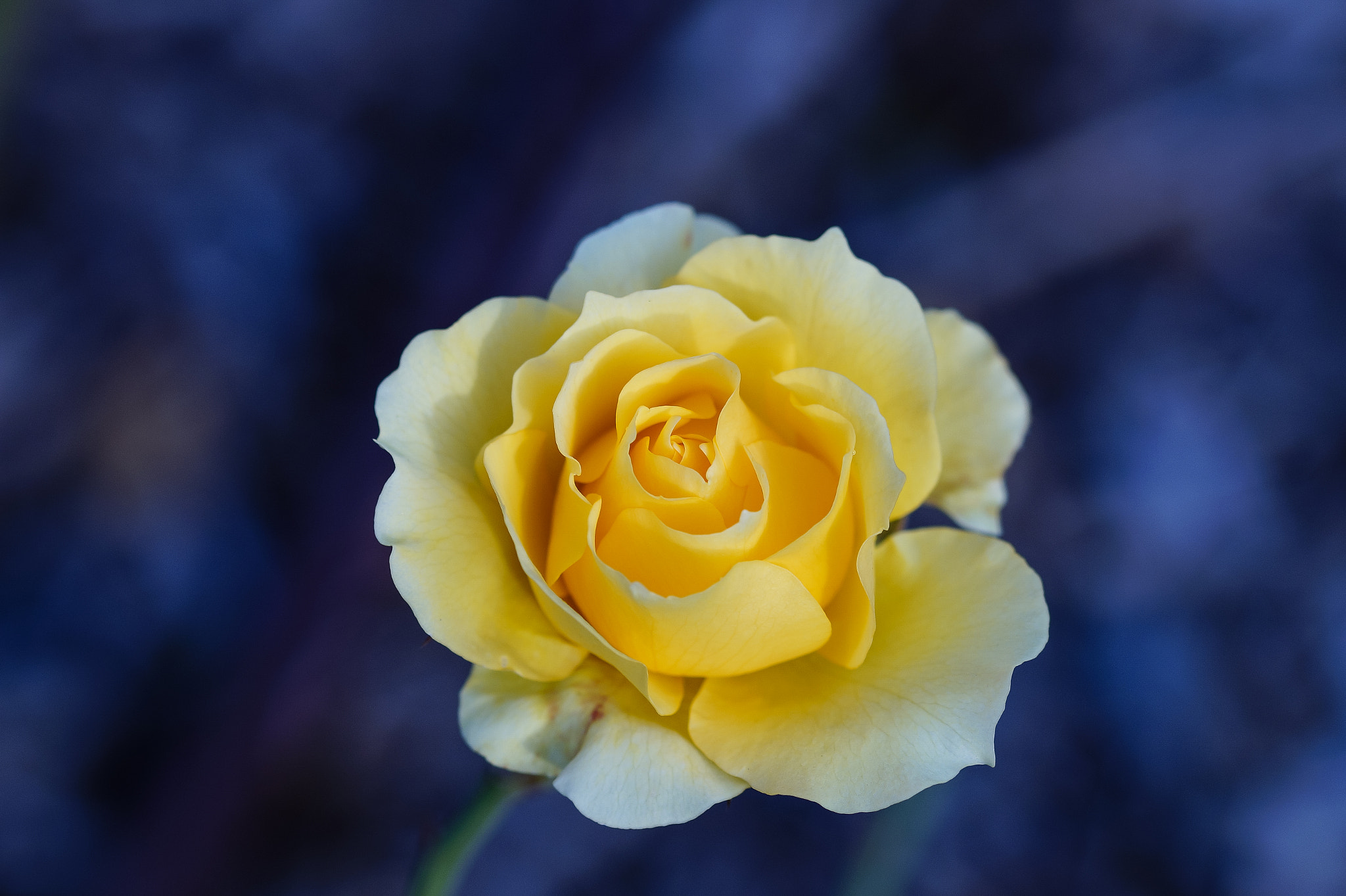 Sony SLT-A58 + 105mm F2.8 sample photo. Abg_02 photography