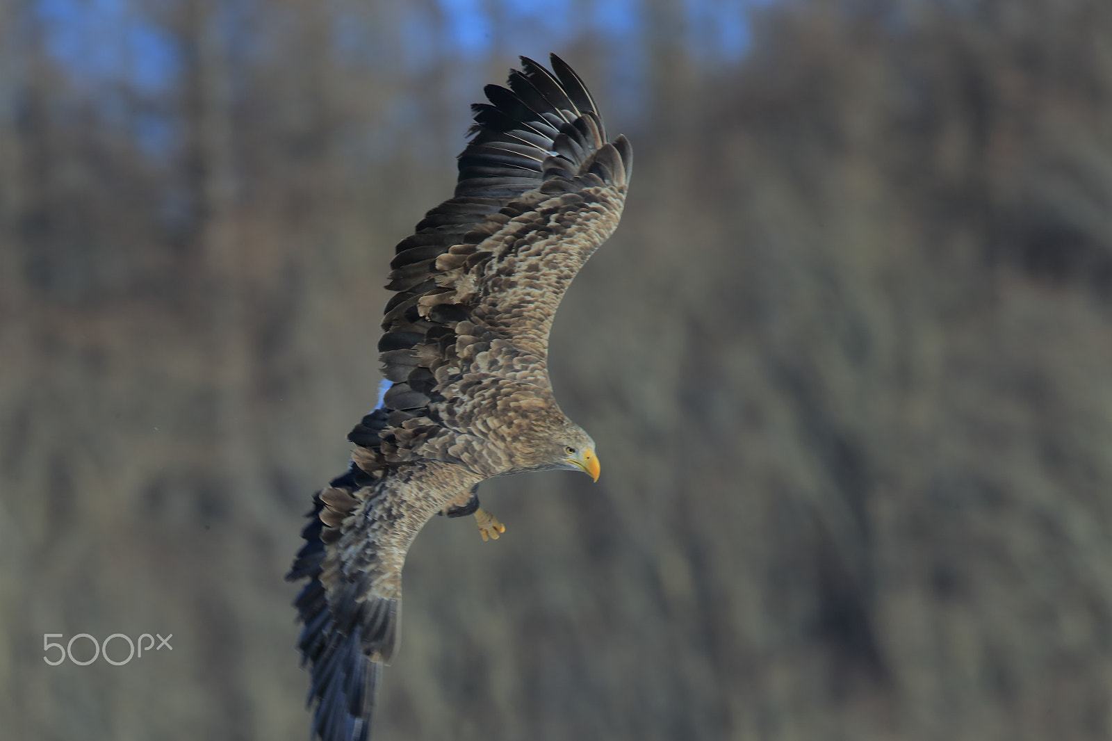 Canon EF 400mm F2.8L IS II USM sample photo. Nose dive photography