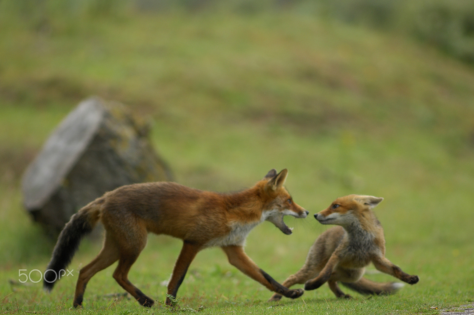 Nikon D2Xs + Nikkor 500mm f/4 P ED IF sample photo. Authority photography