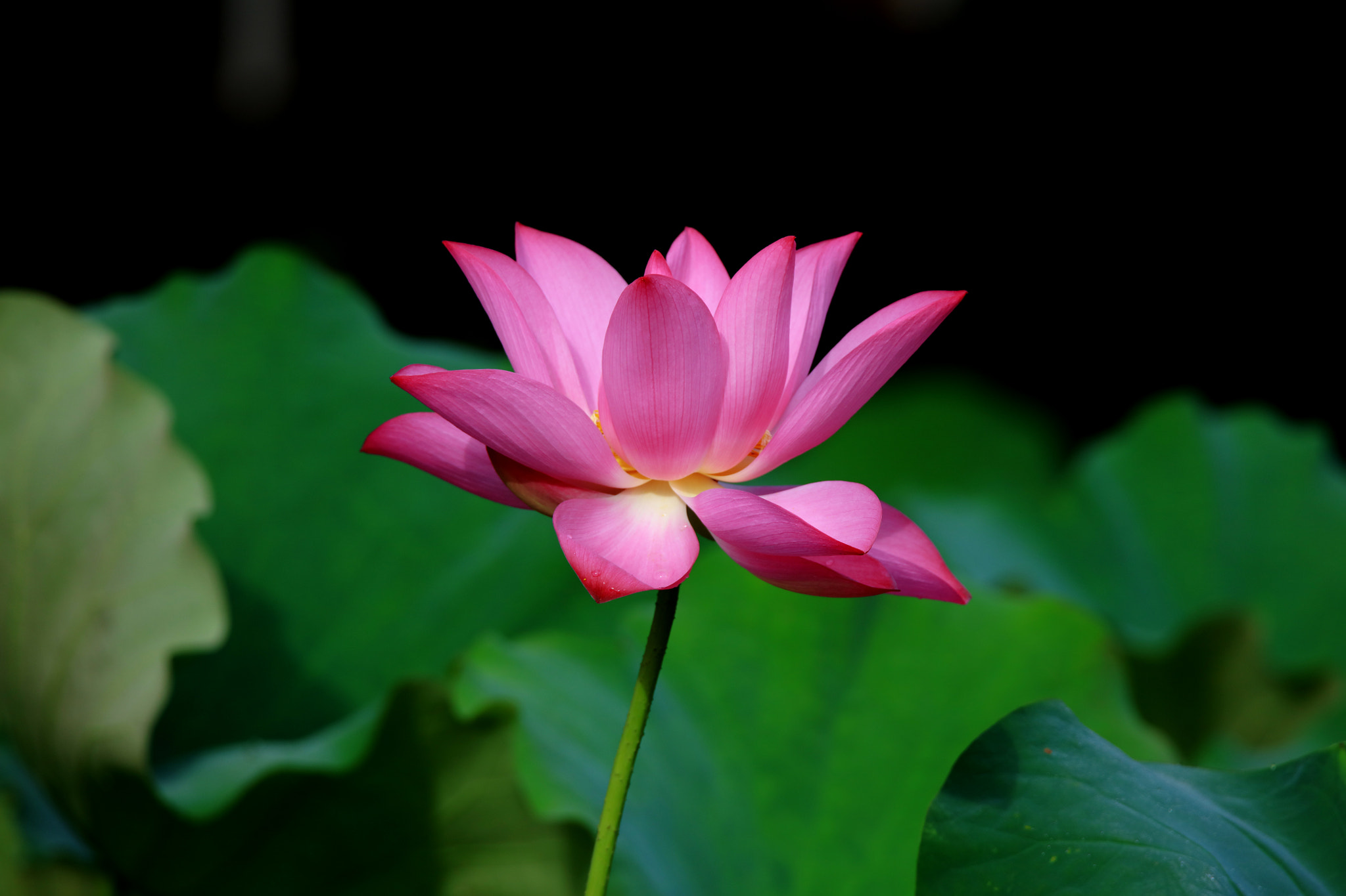 Tamron SP 150-600mm F5-6.3 Di VC USD sample photo. Lotus photography