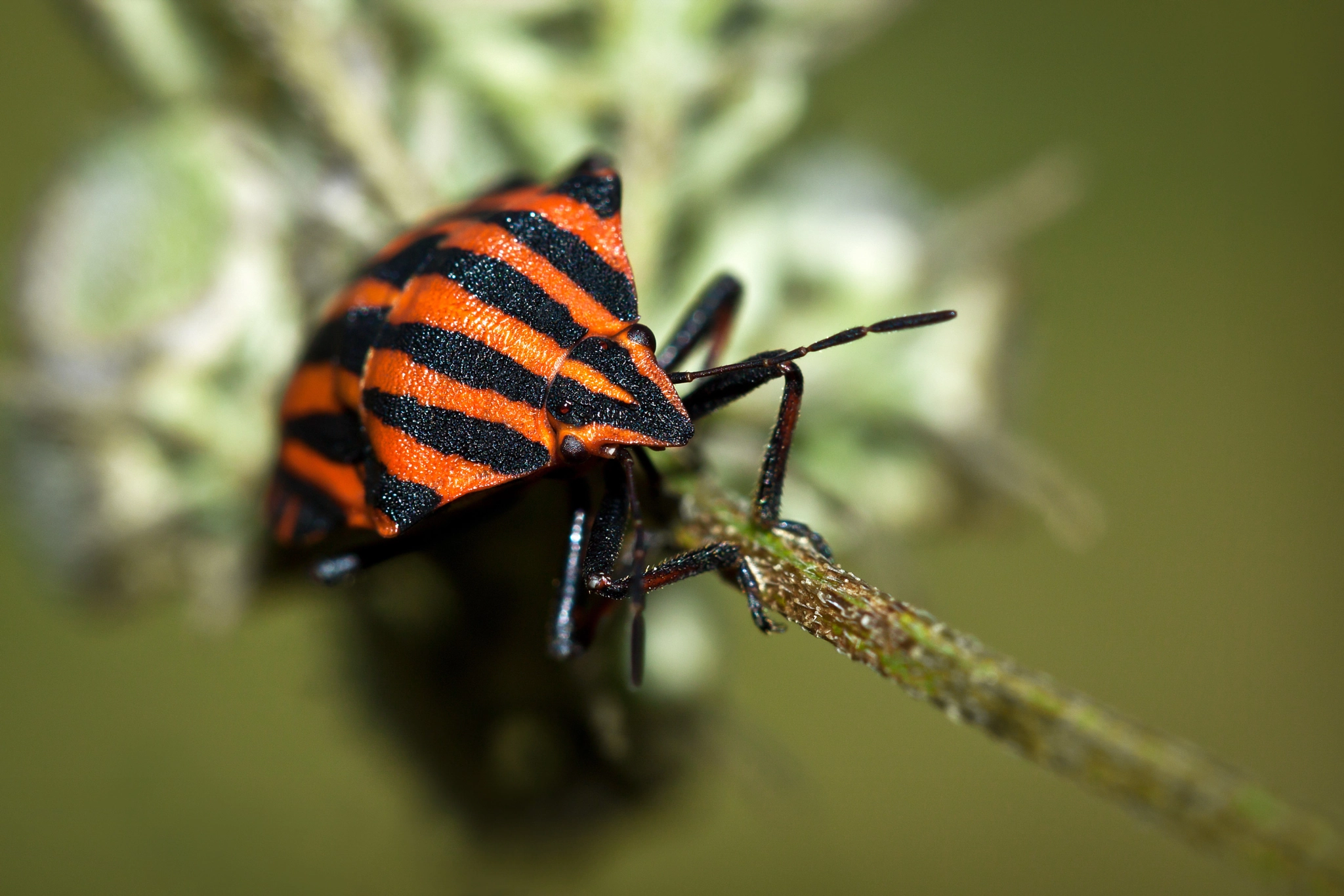 Canon EOS 500D (EOS Rebel T1i / EOS Kiss X3) + Canon EF 100mm F2.8L Macro IS USM sample photo. Minstrel bug photography