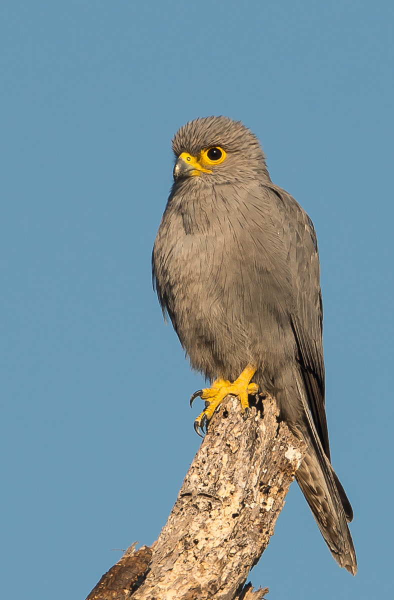 Nikon D800 + Nikon AF-S Nikkor 600mm F4G ED VR sample photo. Grey kestrel photography