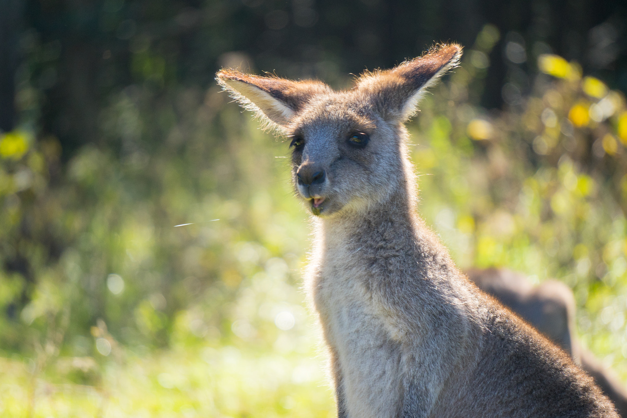 Sony a7 + Sony E 55-210mm F4.5-6.3 OSS sample photo. Kangaroo - innocent face photography