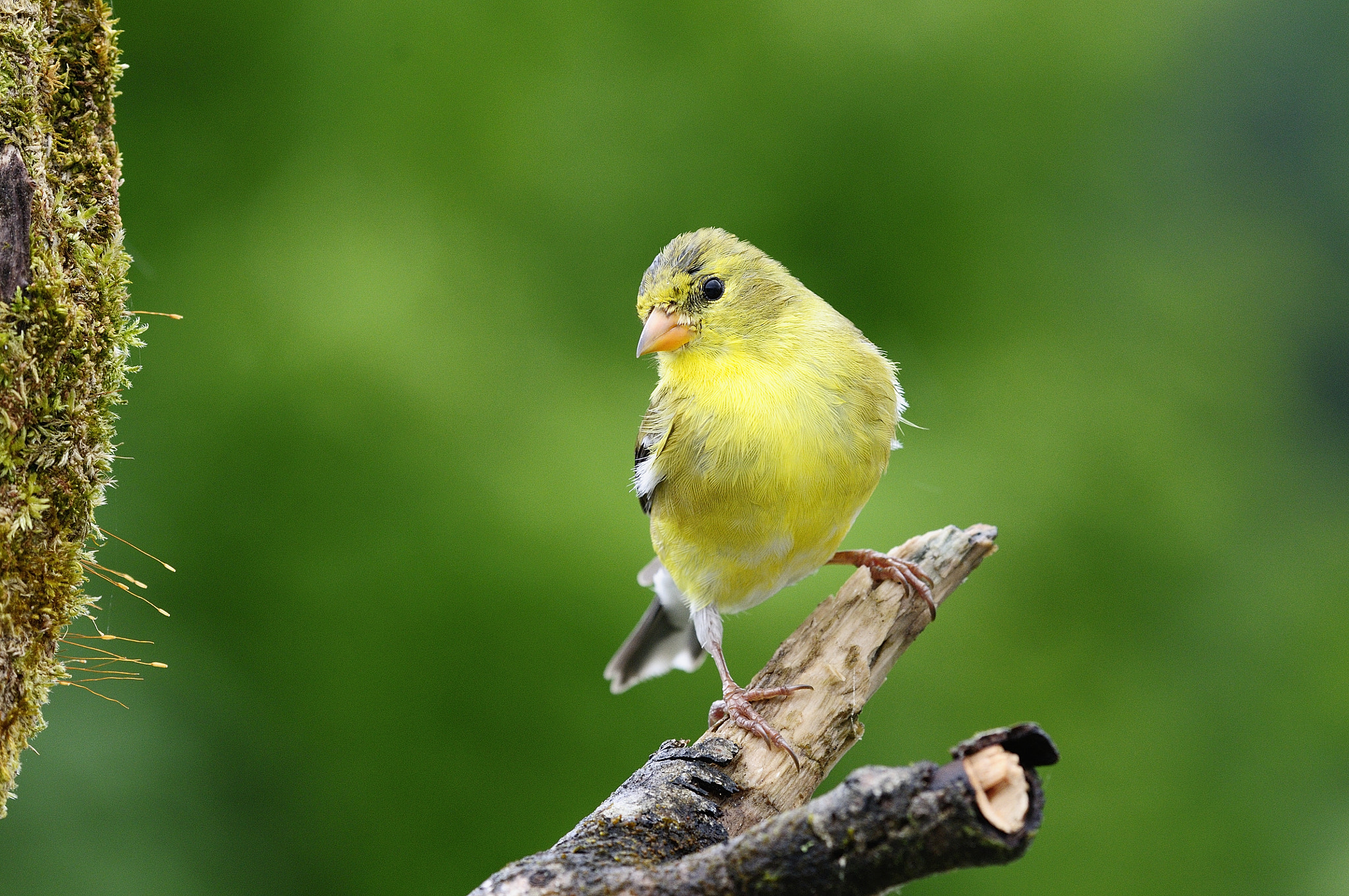 Nikon AF Micro-Nikkor 200mm F4D ED-IF sample photo. Chardonneret jaune spinus tristis american goldfinch photography