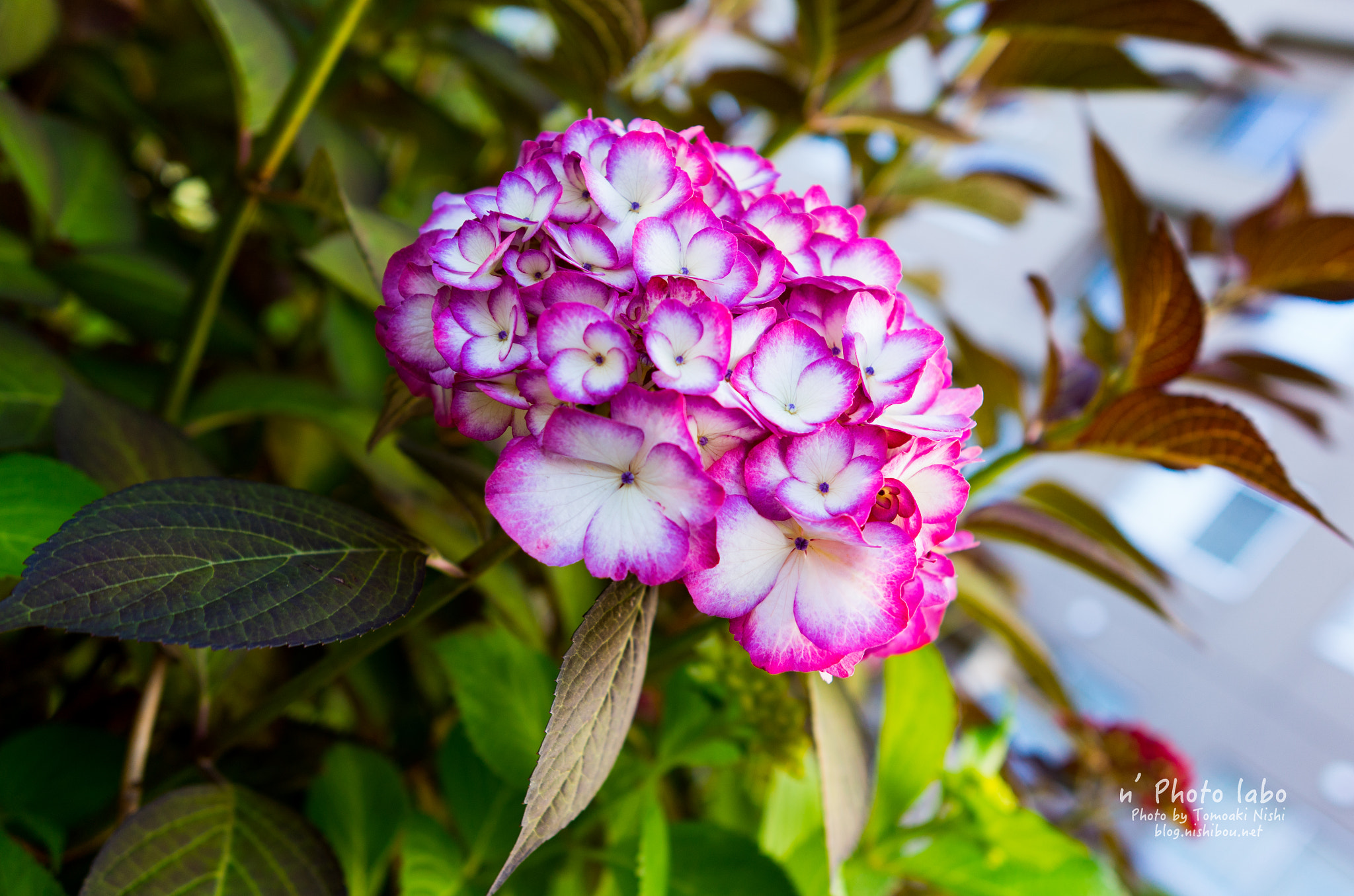 Summicron T 1:2 23 ASPH. sample photo. 紫陽花 photography